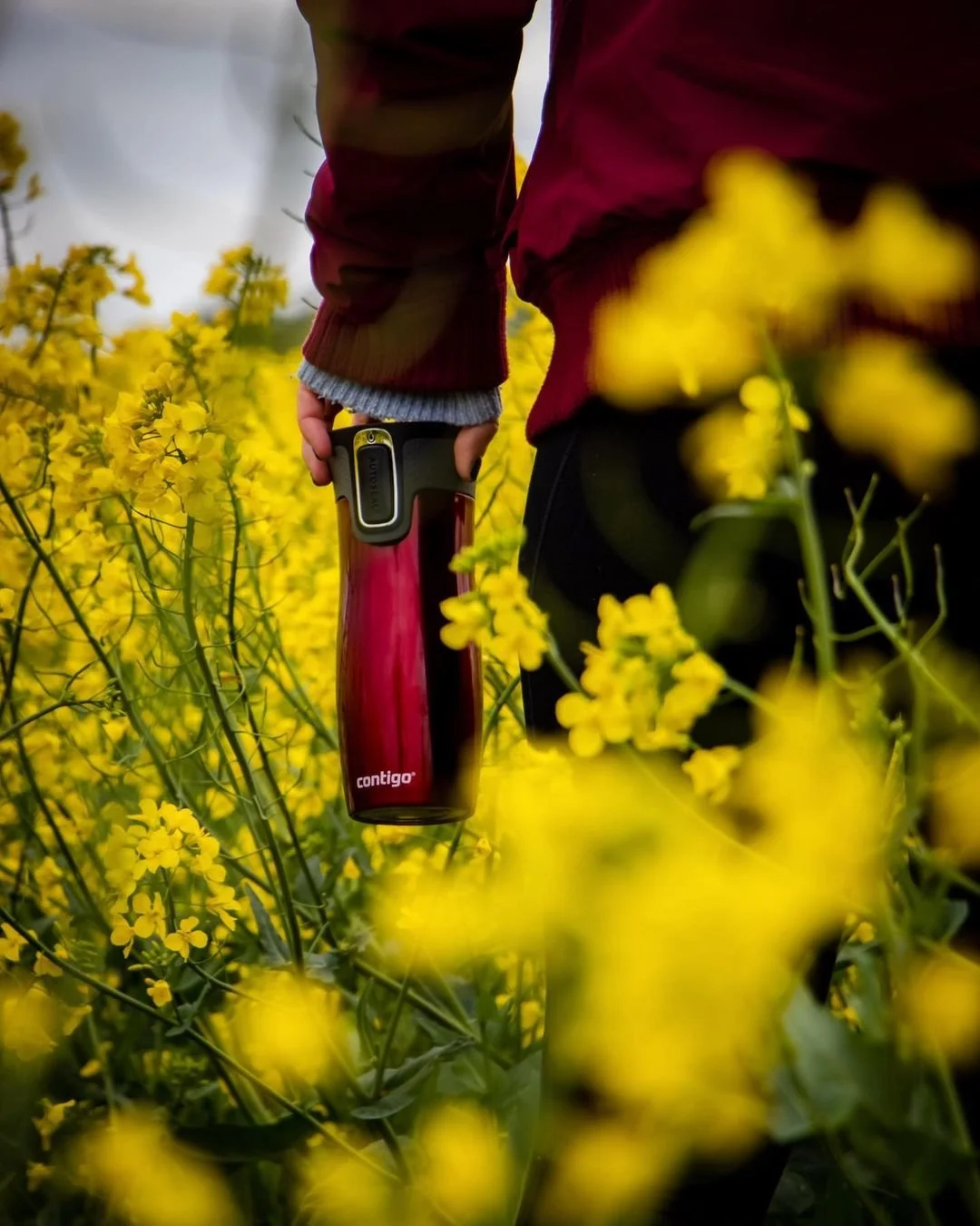Person holding a red Contigo water bottle in a yellow flowering field, partially visible. The person is wearing a maroon jacket and a gray sweater.