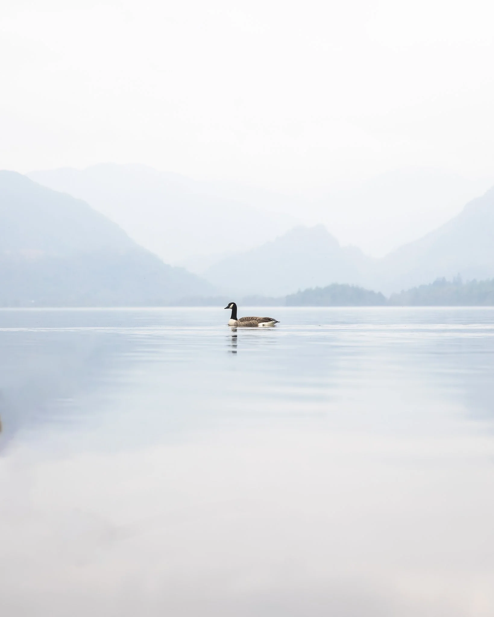 A lone Canada goose swimming on a calm body of water with mountain ranges in the distance under a cloudy sky.