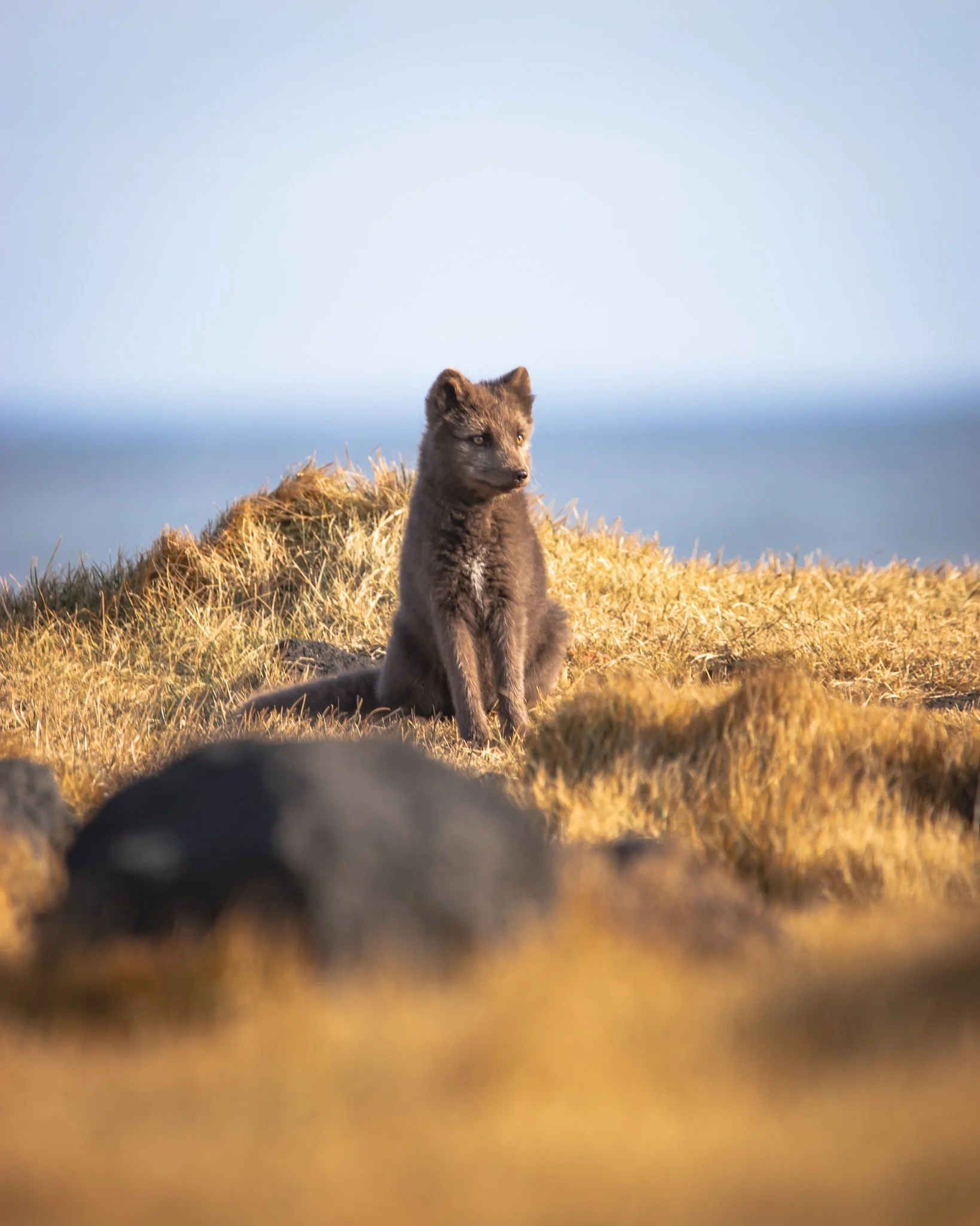 A young Arctic Fox cub sitting on a patch of dry grass near the sea, with a clear blue sky in the background.