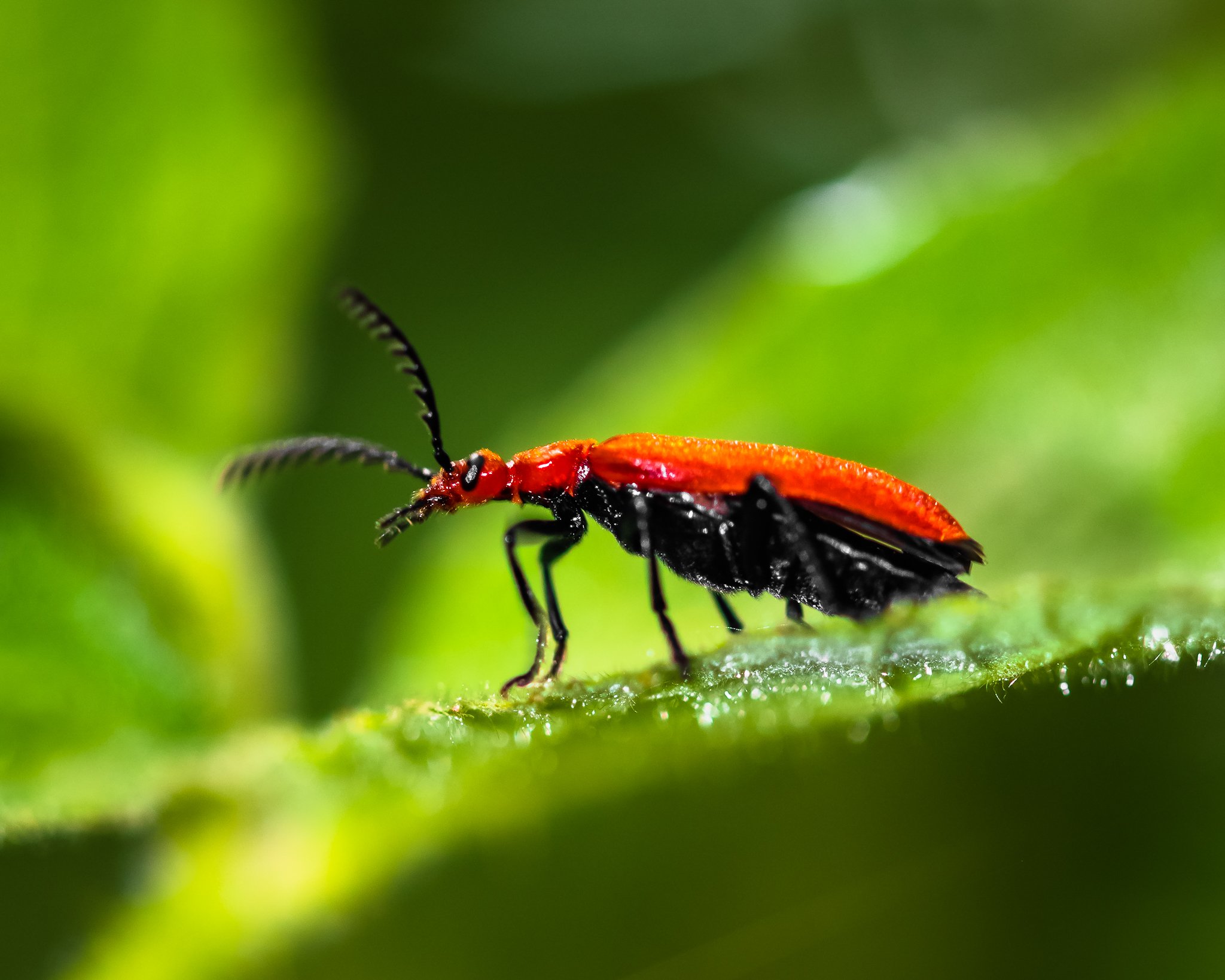 Close-up of a red beetle on a green leaf with a blurred green background.