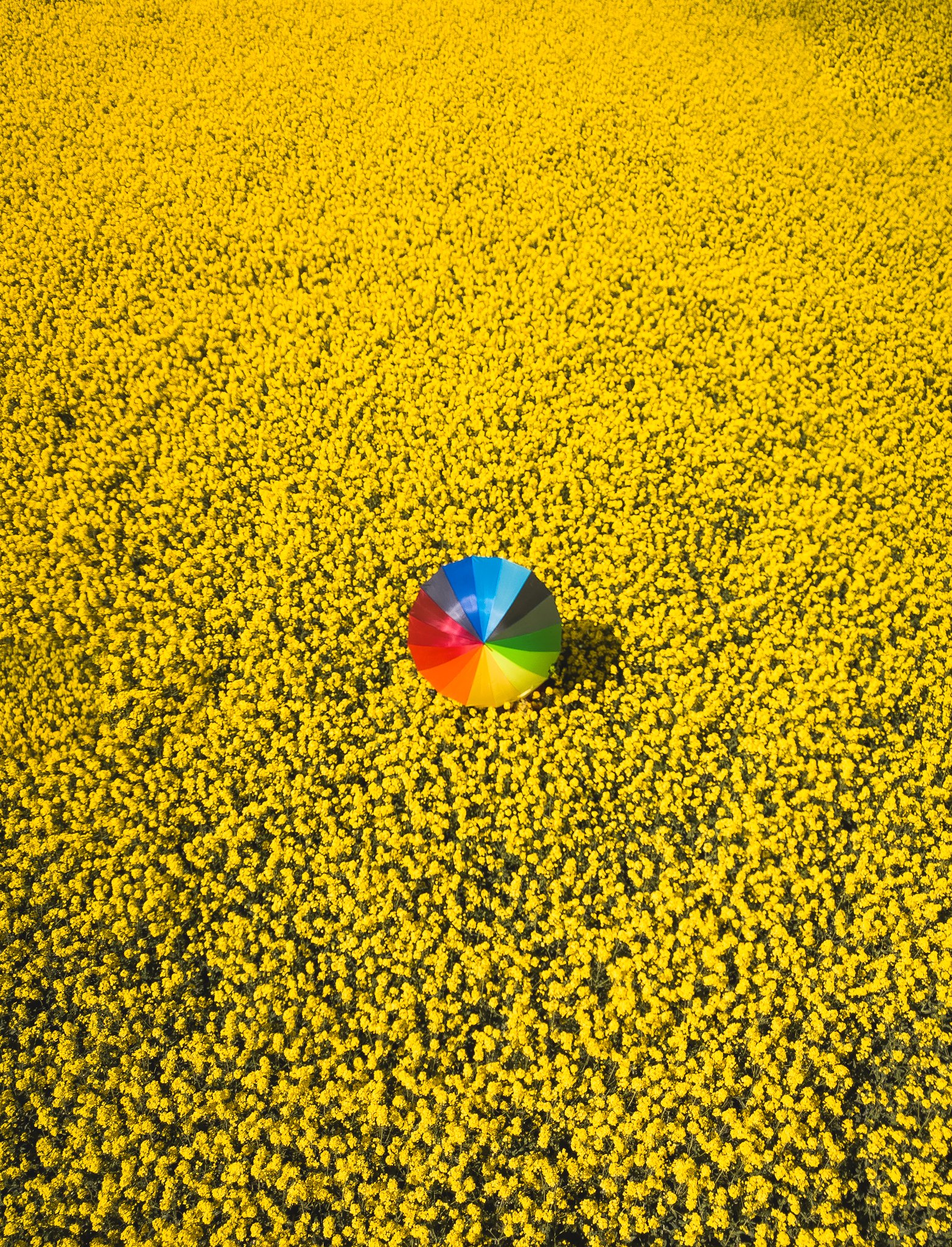 A yellow flower field with a multicolored umbrella at the bottom center.