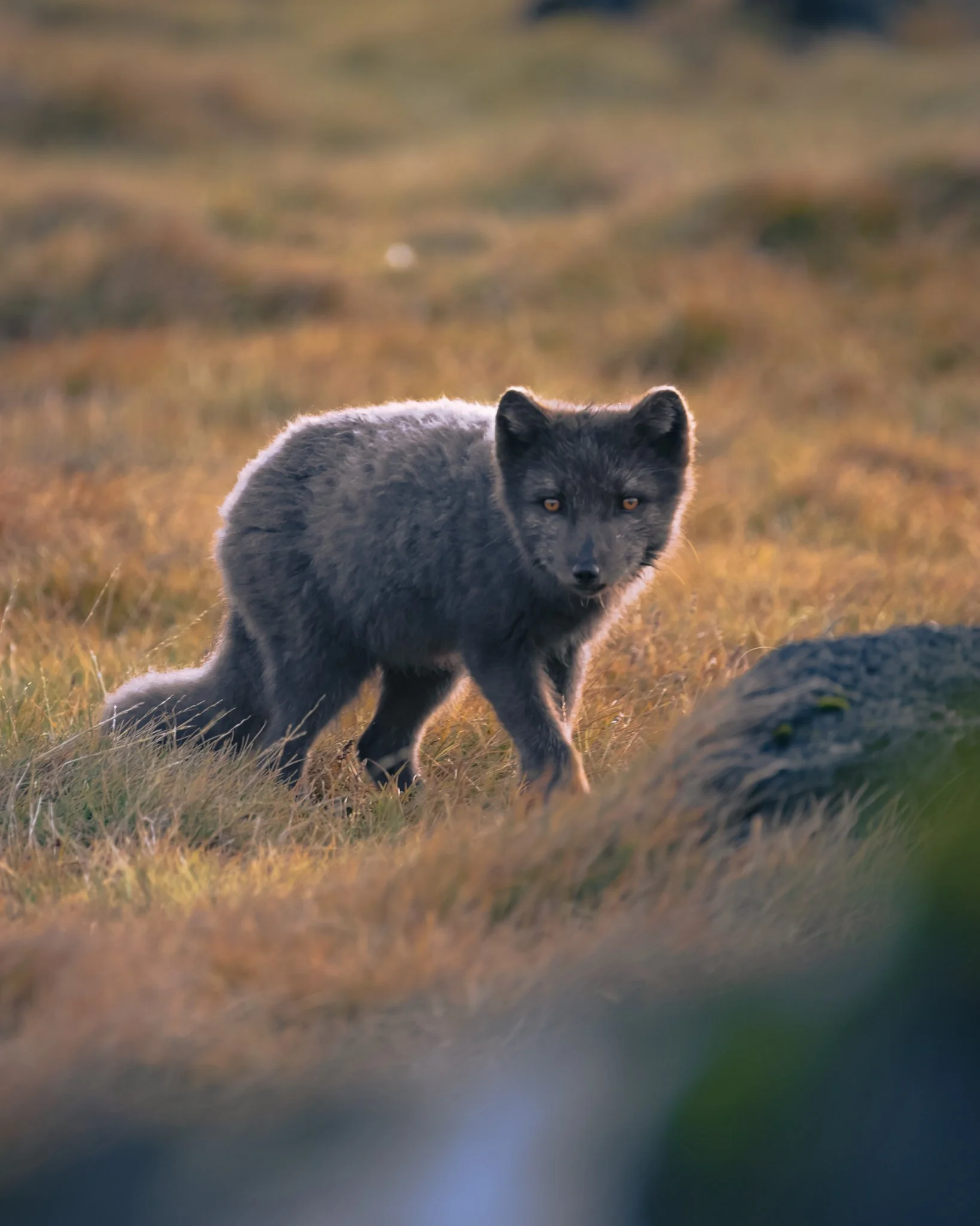 An Arctic Fox with yellow eyes walking through a grassy field during sunset or sunrise.