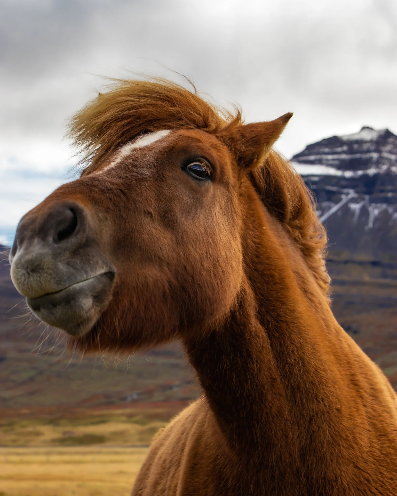 Close-up of a brown horse's head and neck, with a mountain in the background and cloudy sky overhead.