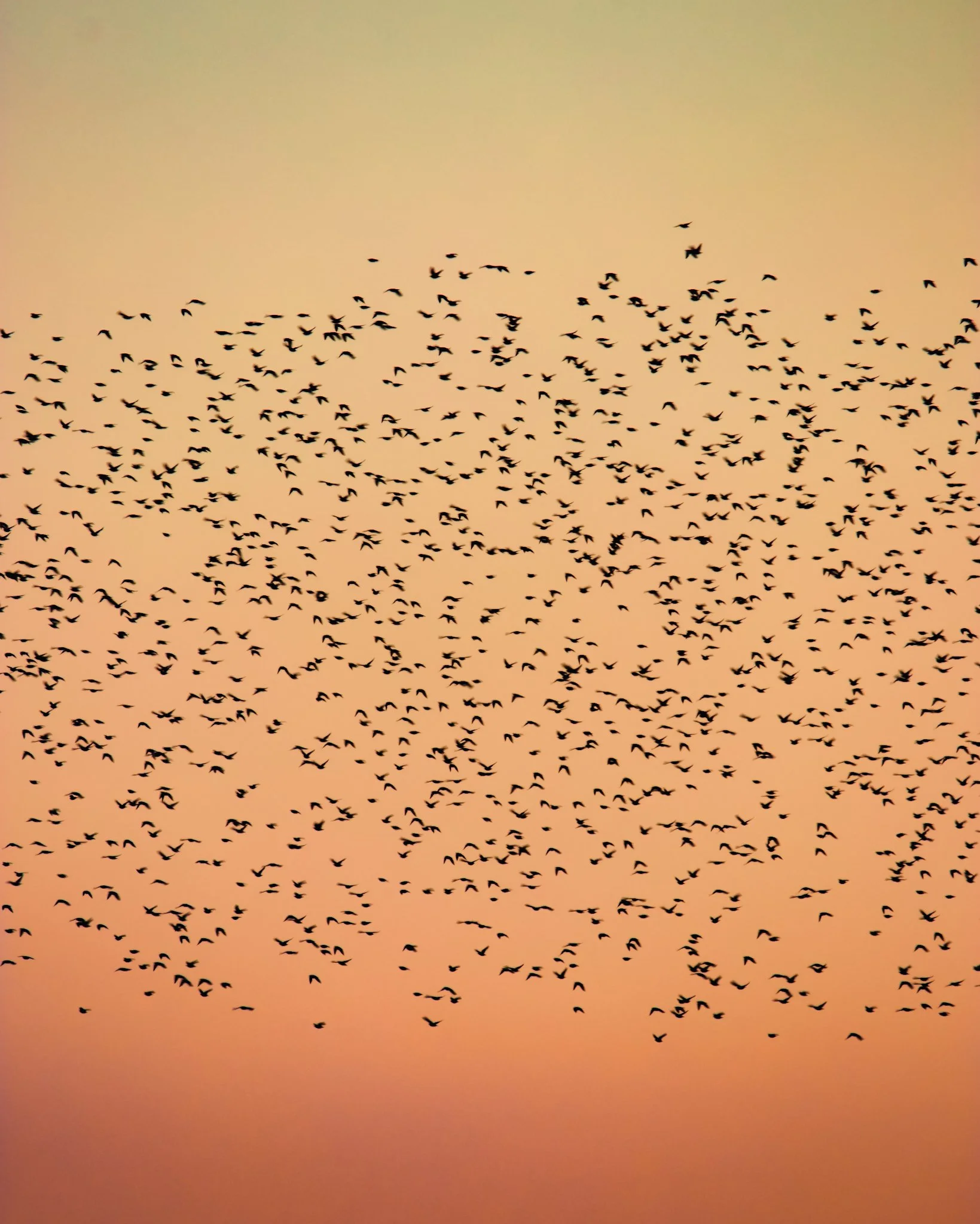 A flock of birds flying against an orange sunset sky.