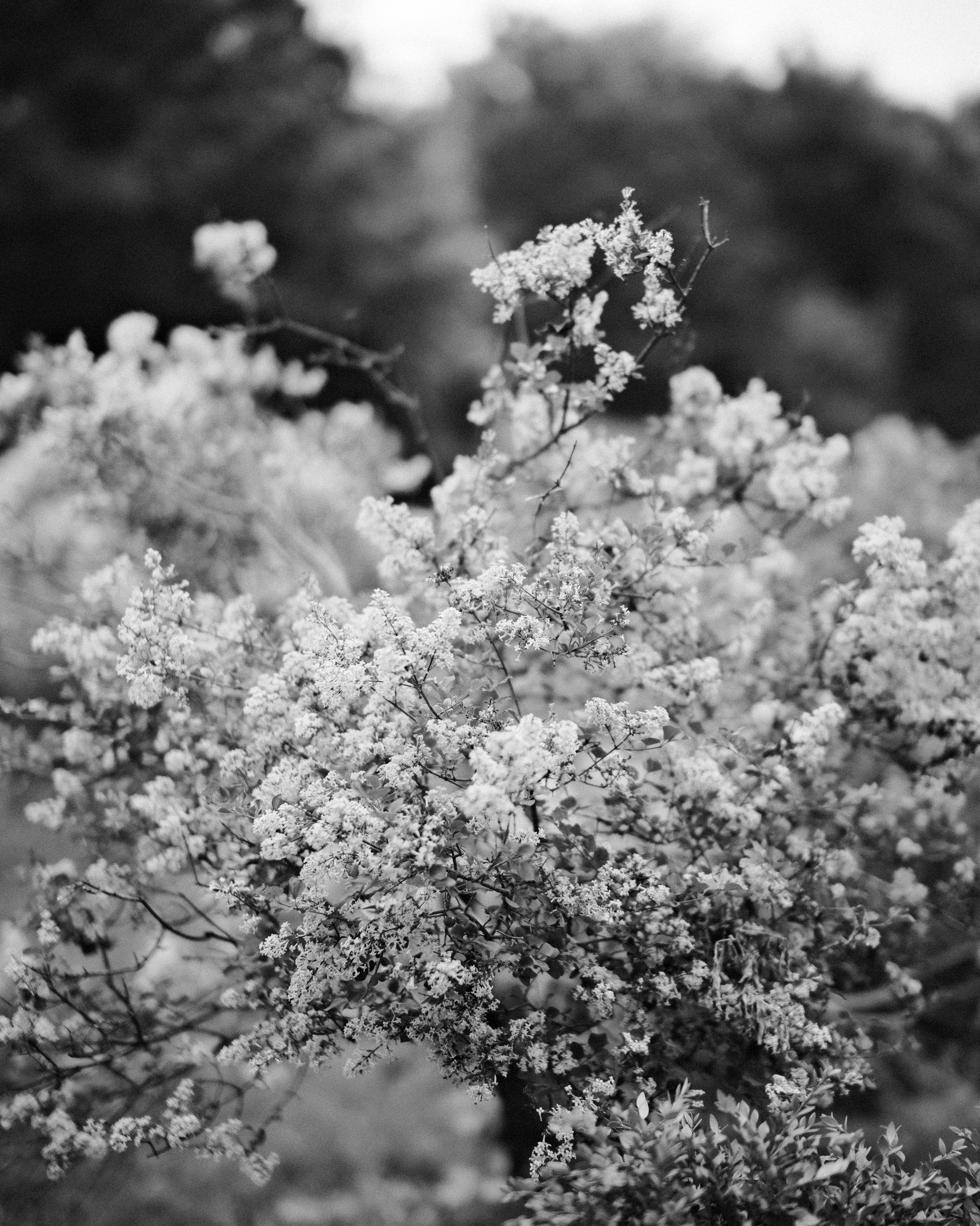 GFX50S II-6248.jpg