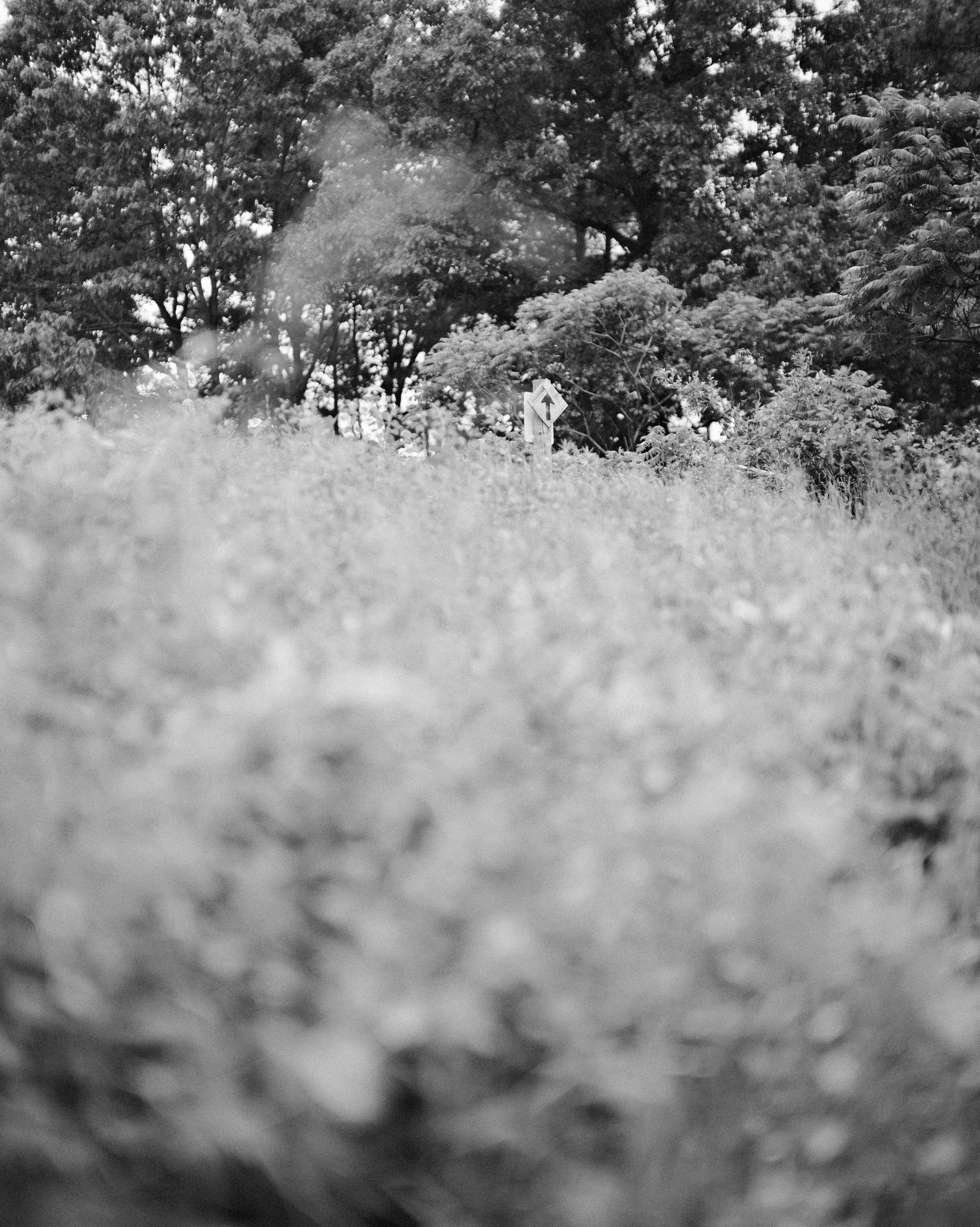 GFX50S II-6249.jpg