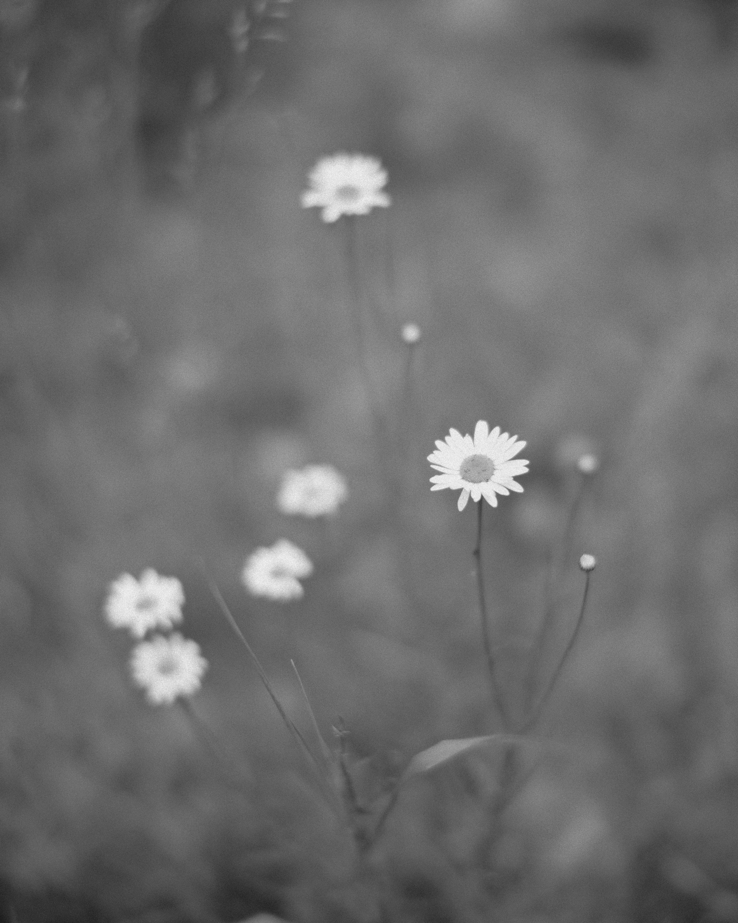 GFX50S II-6254.jpg