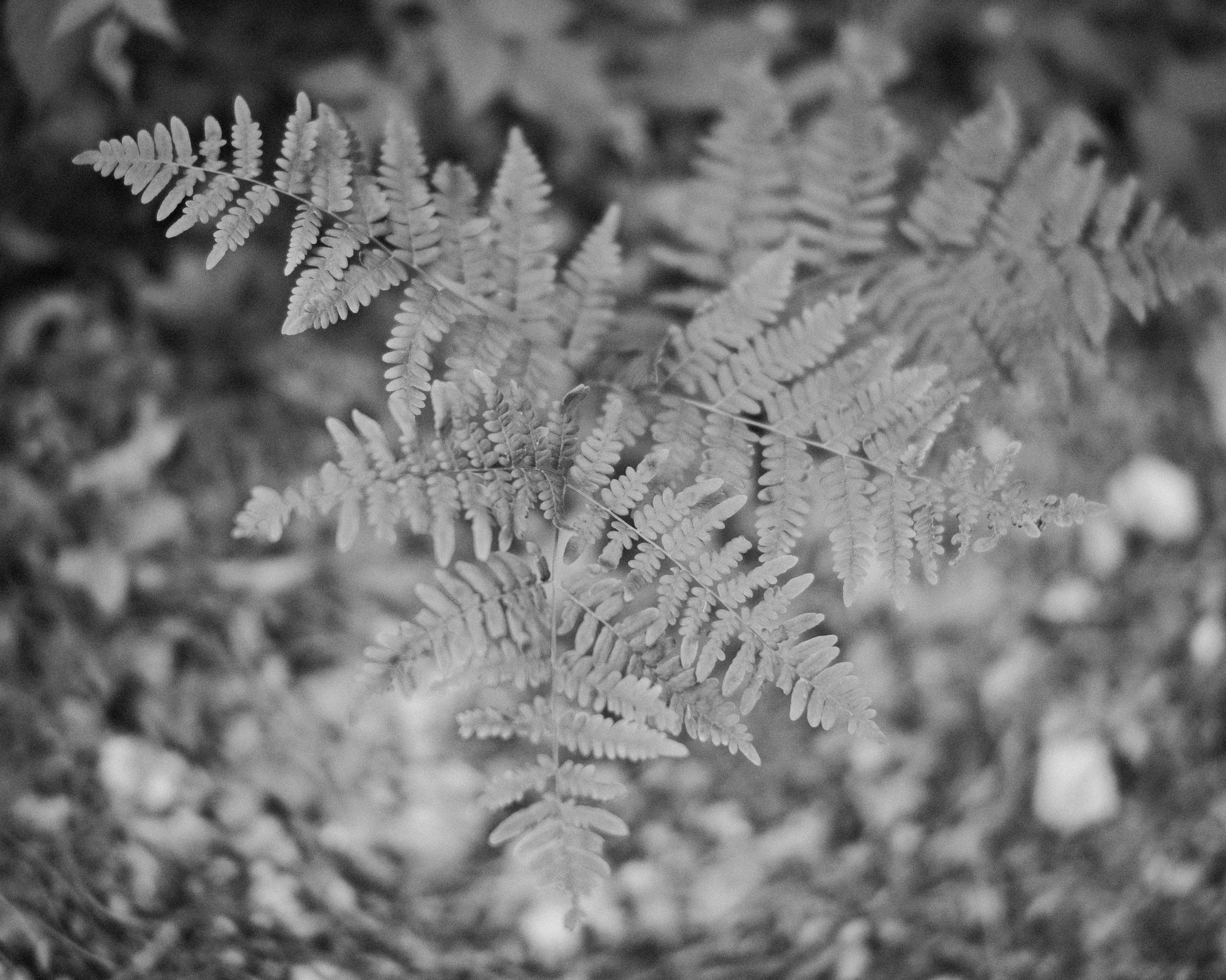 GFX50S II-6256.jpg