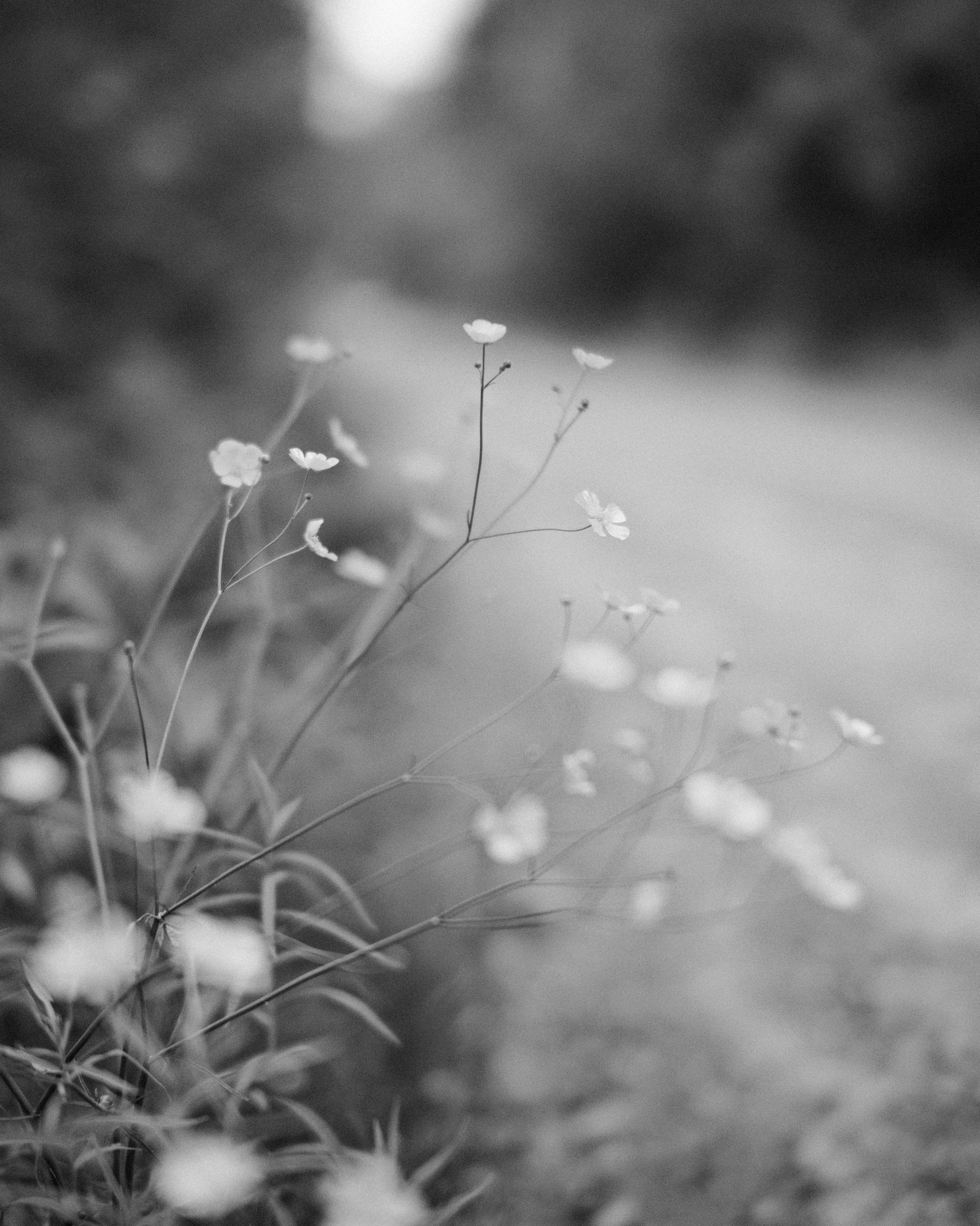 GFX50S II-6259.jpg