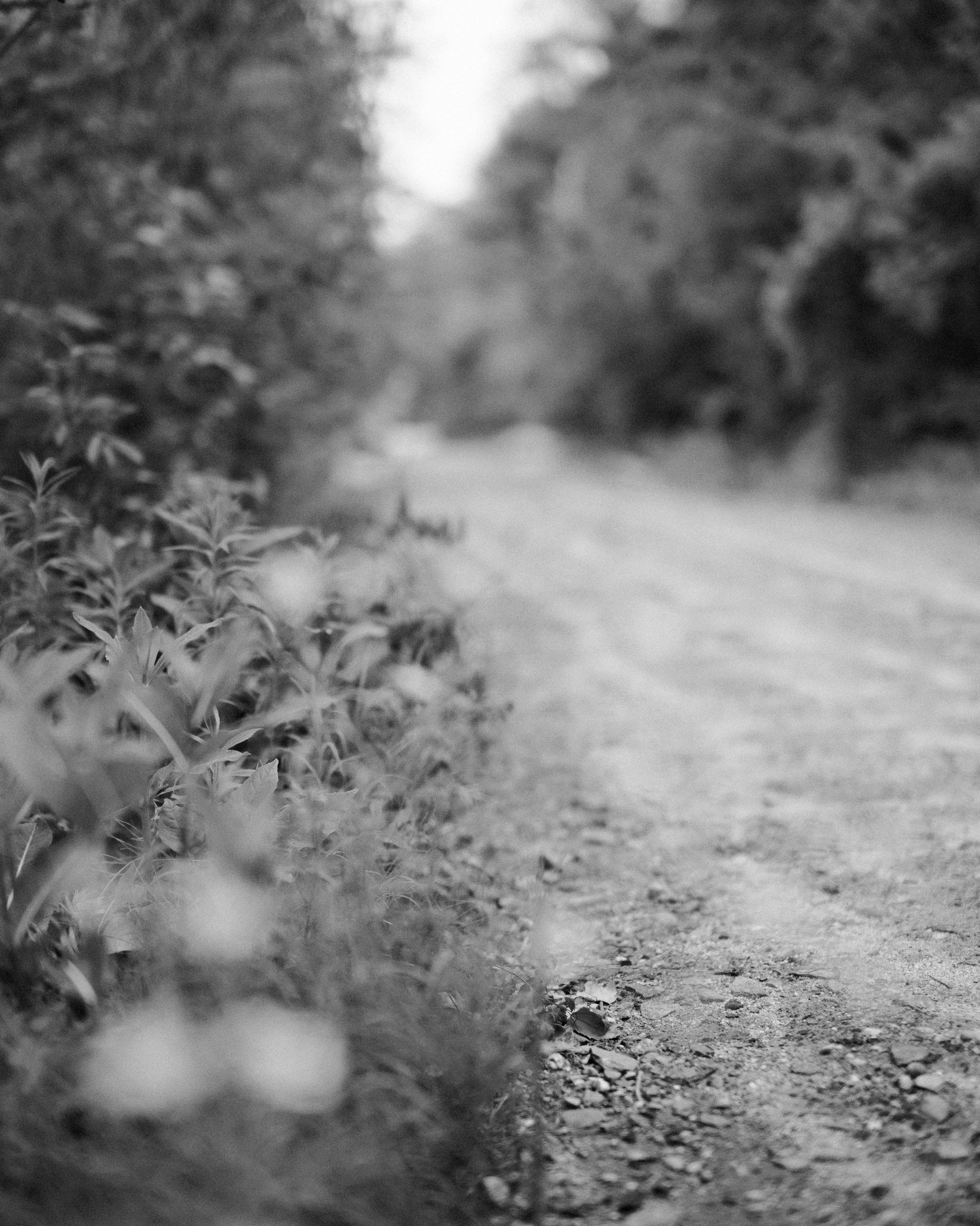 GFX50S II-6260.jpg