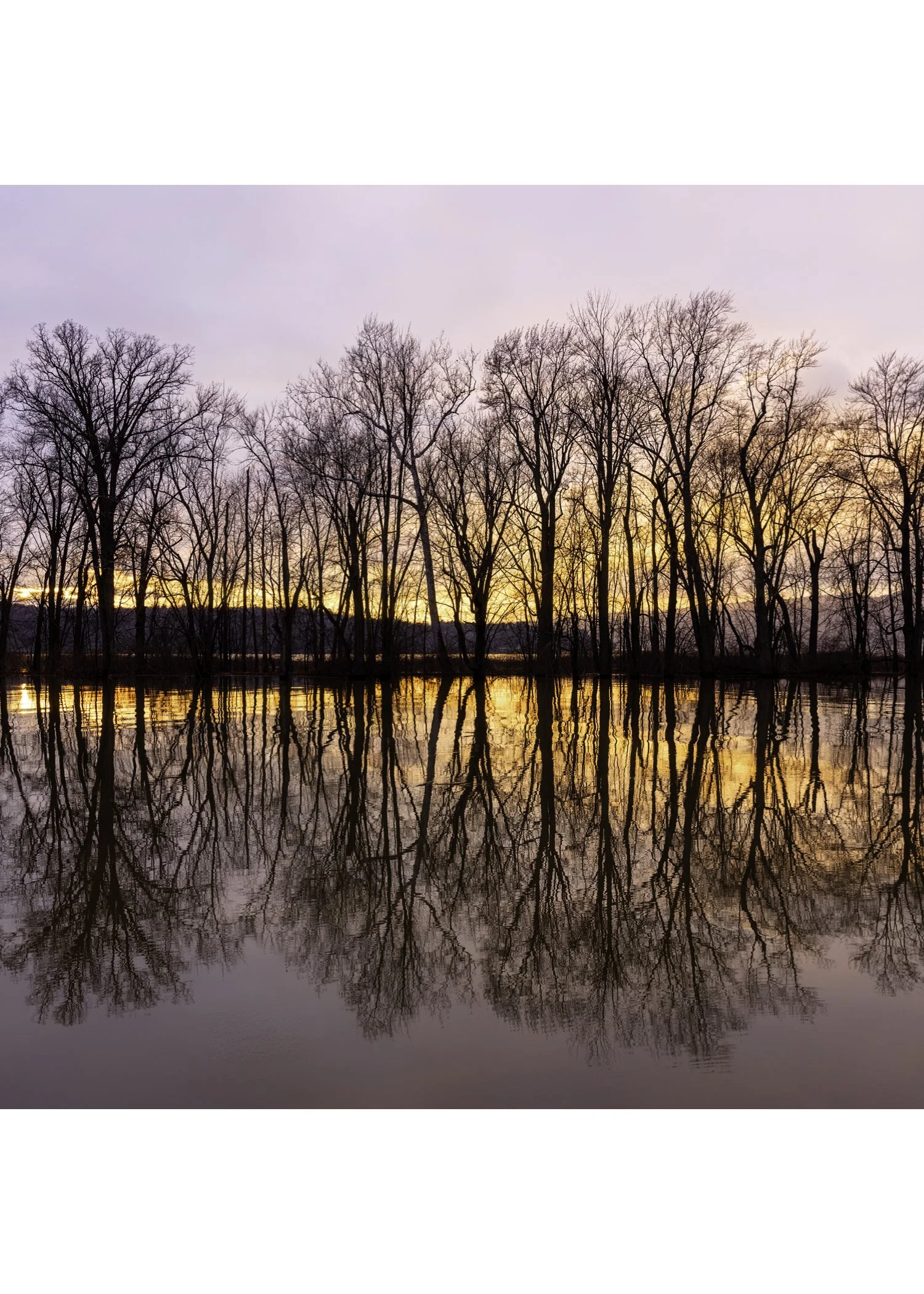 IMGA6265 NOTECARD CENTER BASE 7x5 CAT.jpg