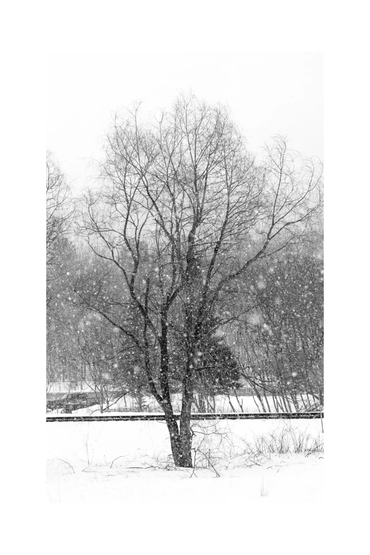 IMGF1797 4X6 0.5 0.56 CAT.jpg