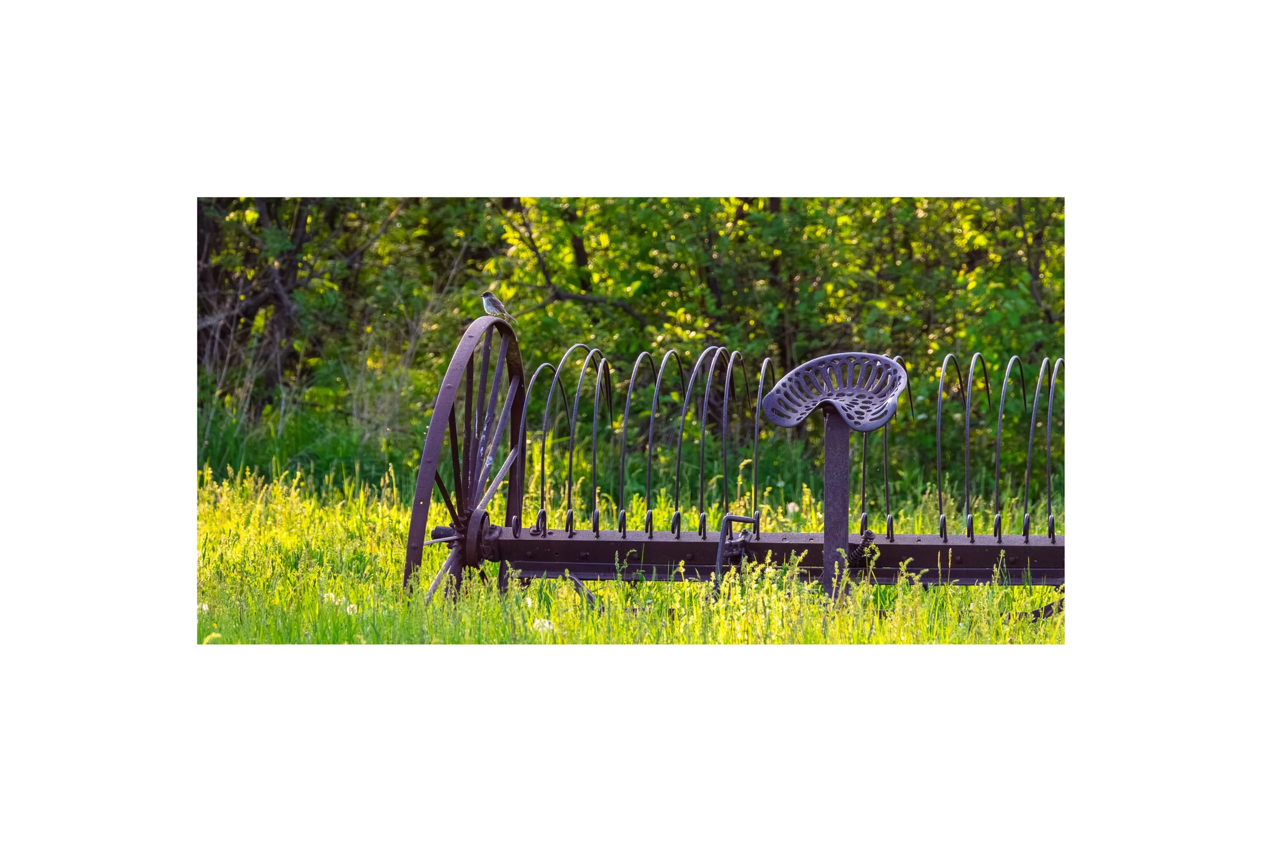 IMGG8209 B 8x12 1.875 CAT.jpg