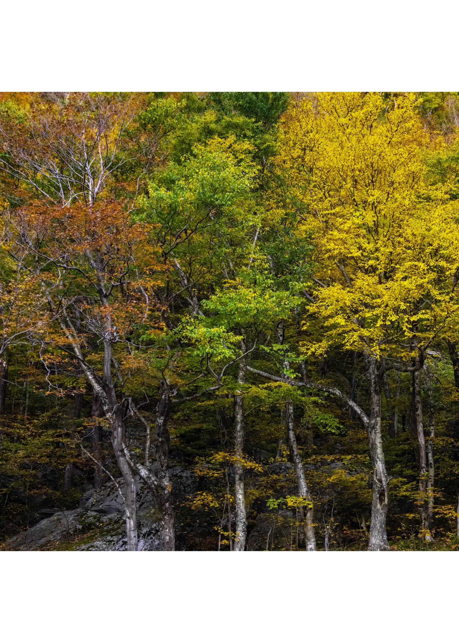 IMGG3042 NOTECARD CENTER BASE 7x5 CAT.jpg