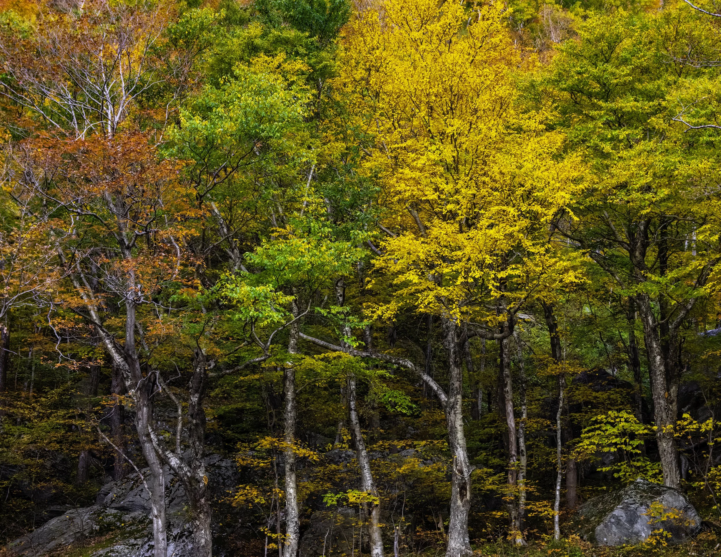 IMGG3042 POSTCARD 8.5x11 CAT.jpg