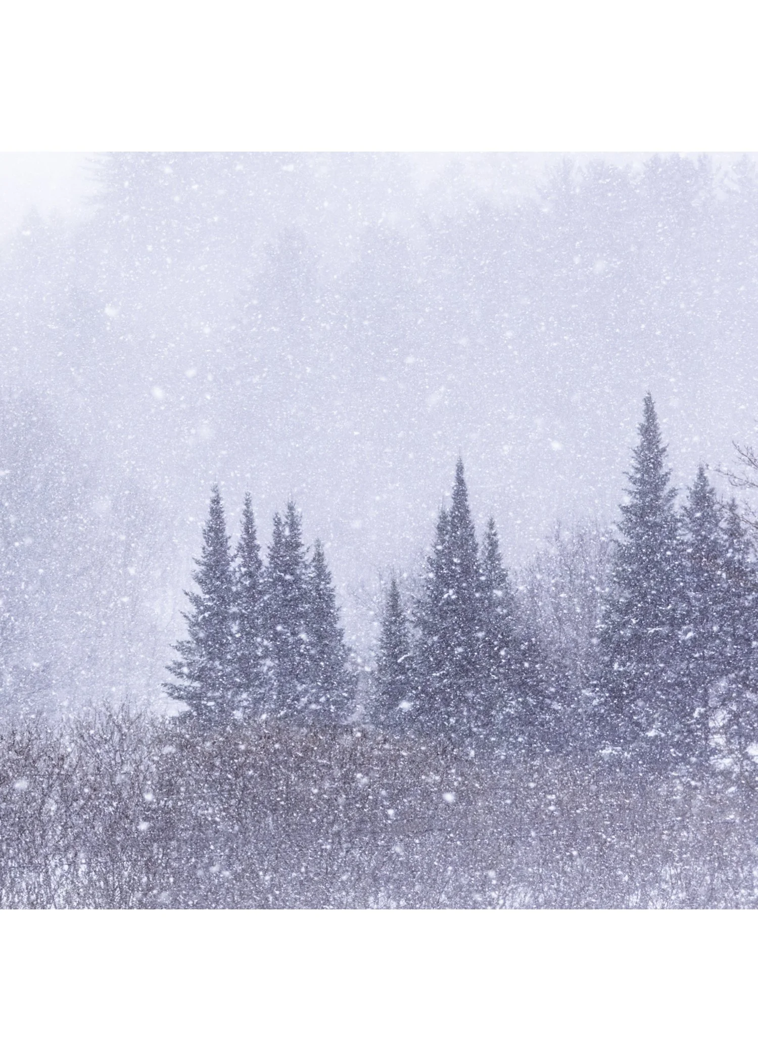 IMGA0204 E2 NOTECARD CENTER BASE 7x5 CAT.jpg