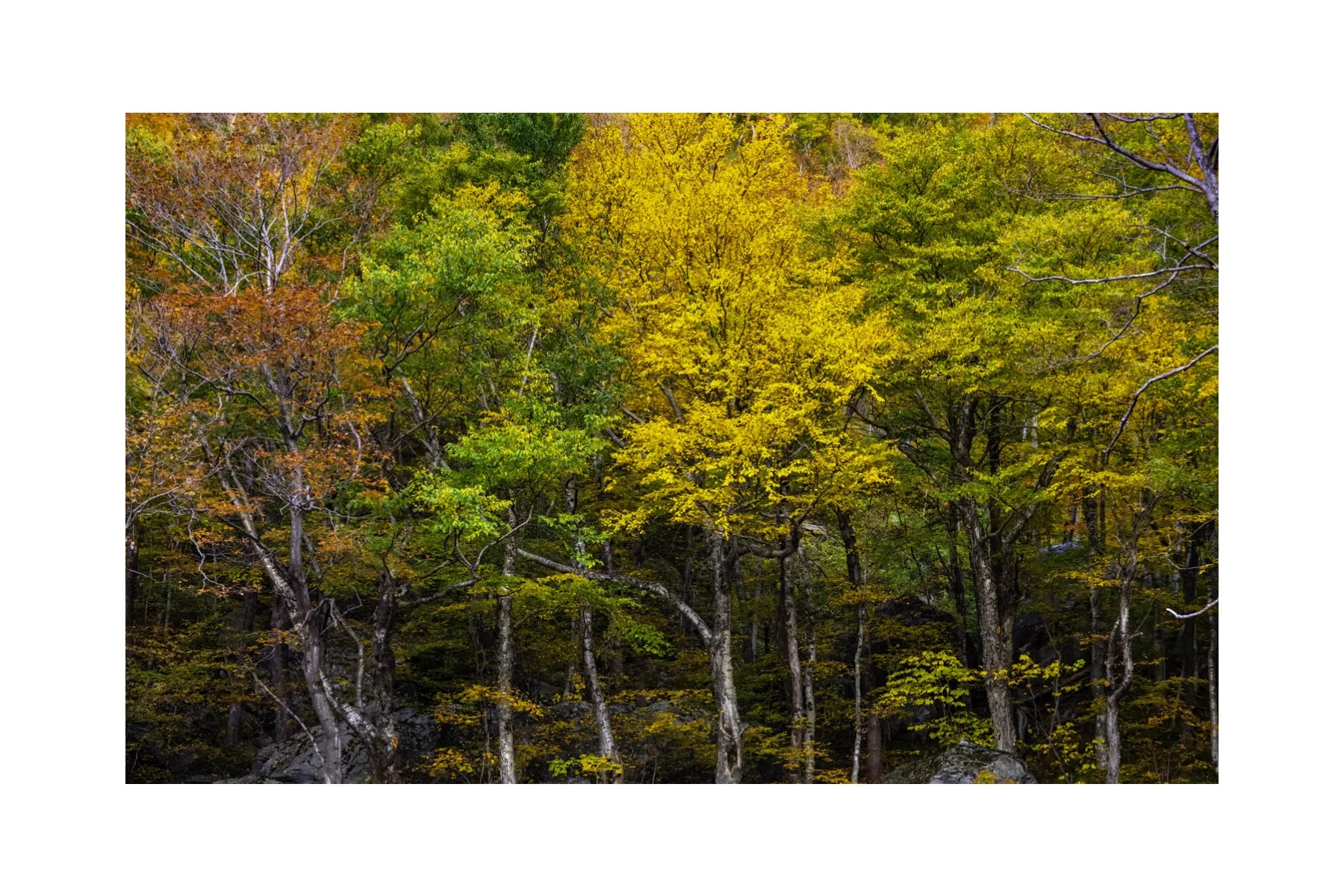 IMGG3042 4X6 0.5 0.56 CAT.jpg (Copy)