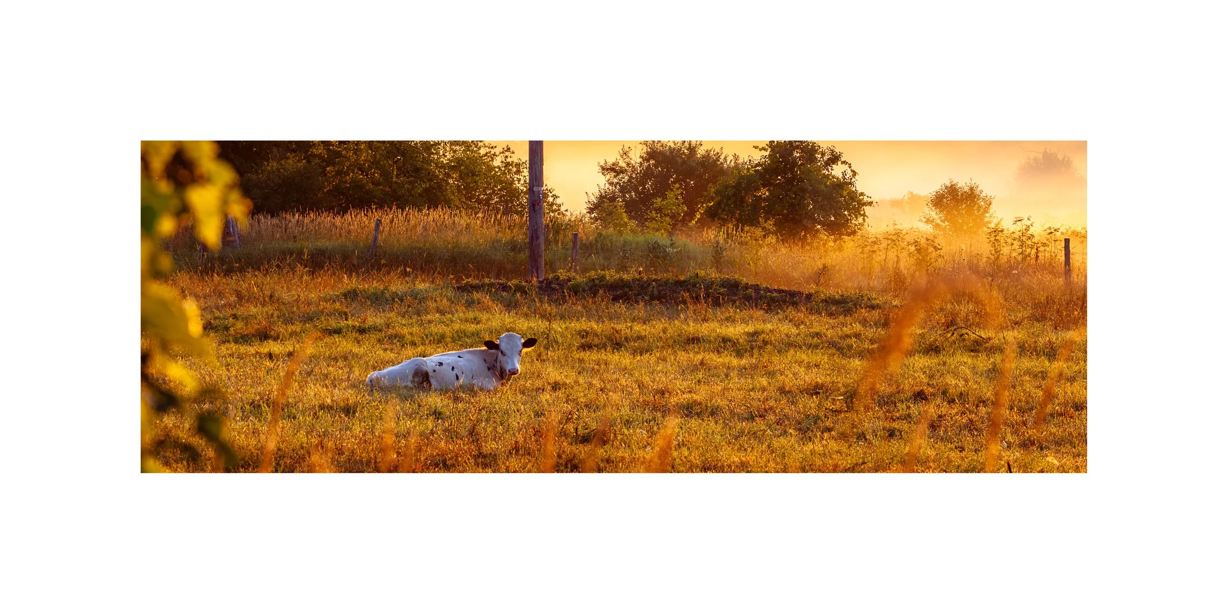 IMG_7915 6x12 1.375 CAT.jpg