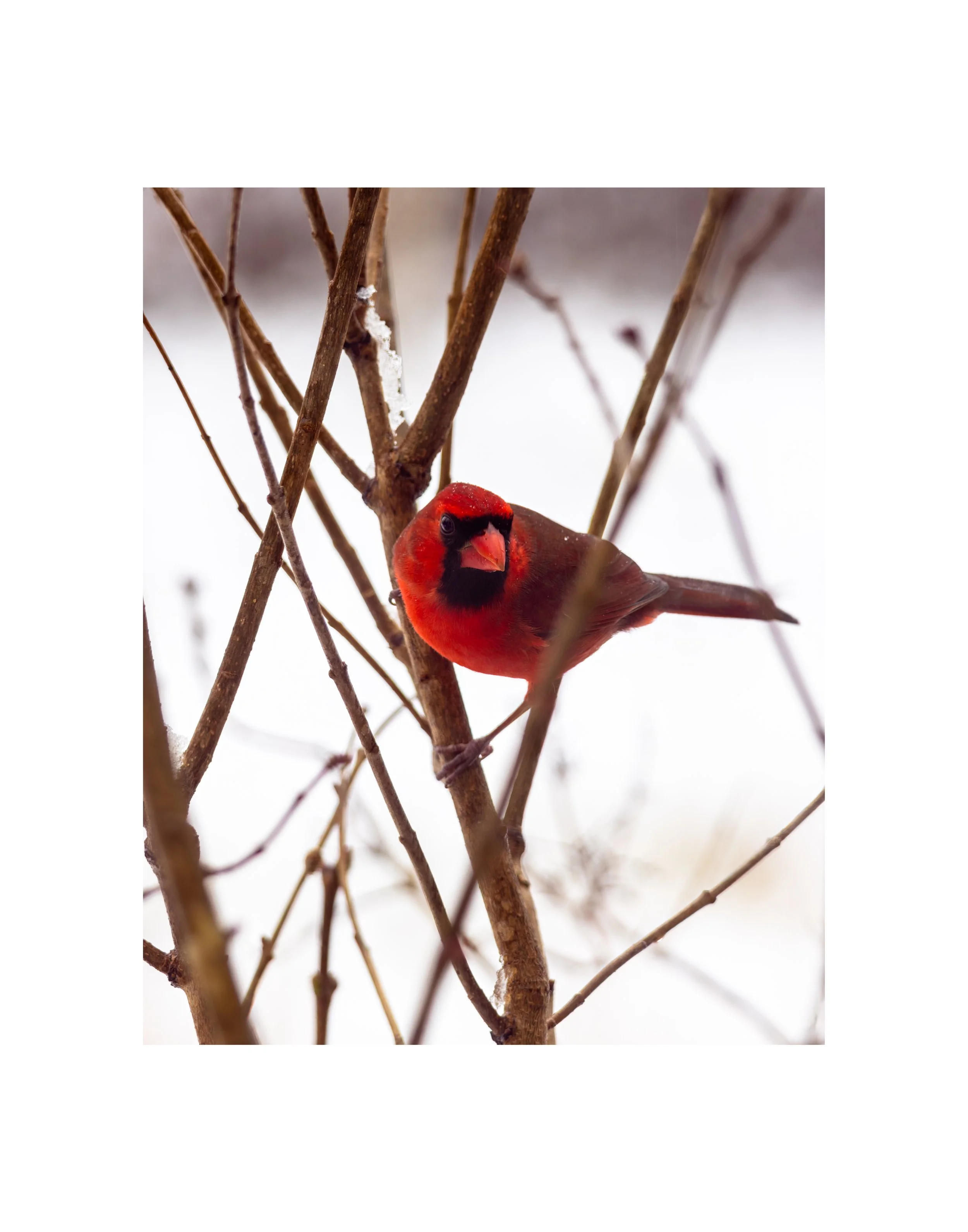 IMGA5393 14X11 2.125 1.625 CAT.jpg