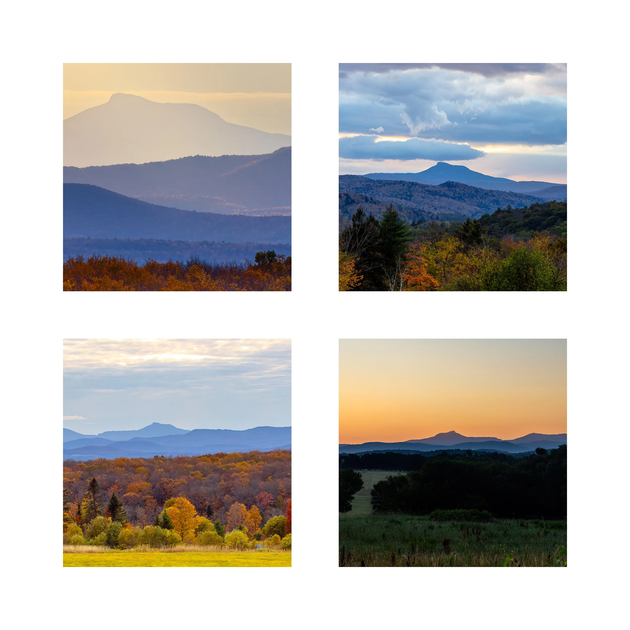 CAMELS HUMP 2 COLLAGE 10X10 1 0.75 CAT.jpg