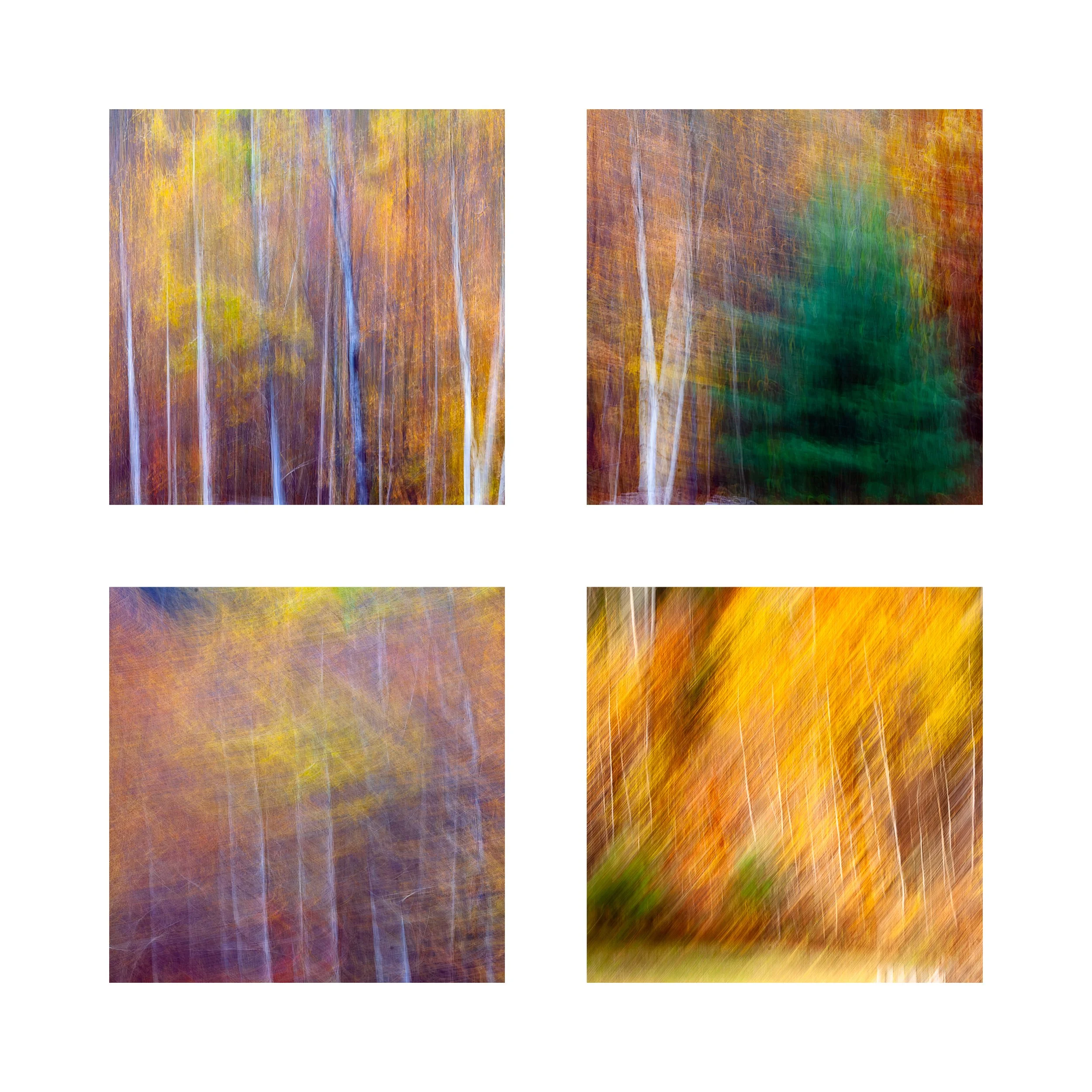 FOLIAGE 2 COLLAGE 10X10 1 0.75 CAT.jpg