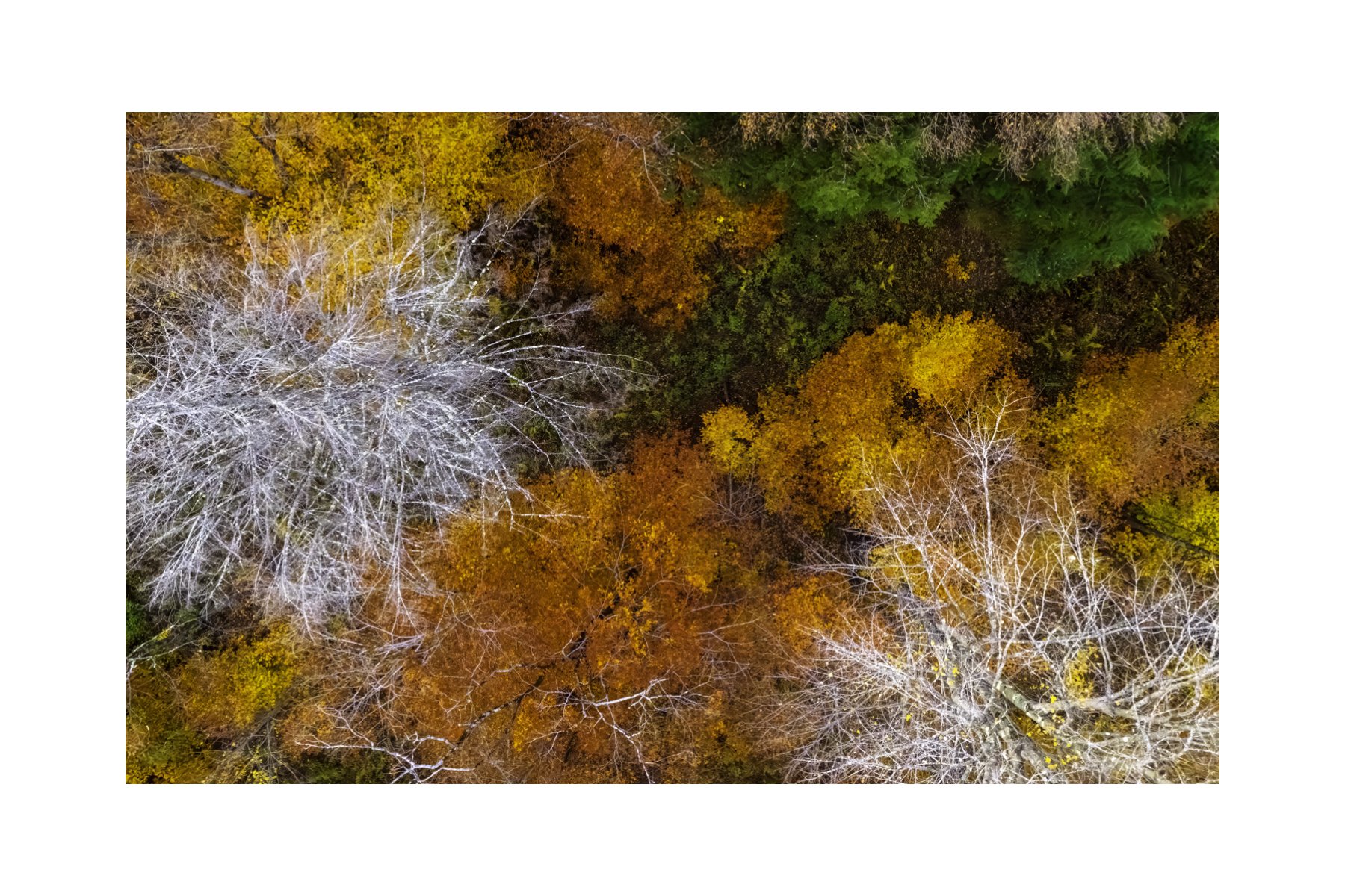 DJI241021_10 4X6 0.5 0.56 CAT.jpg