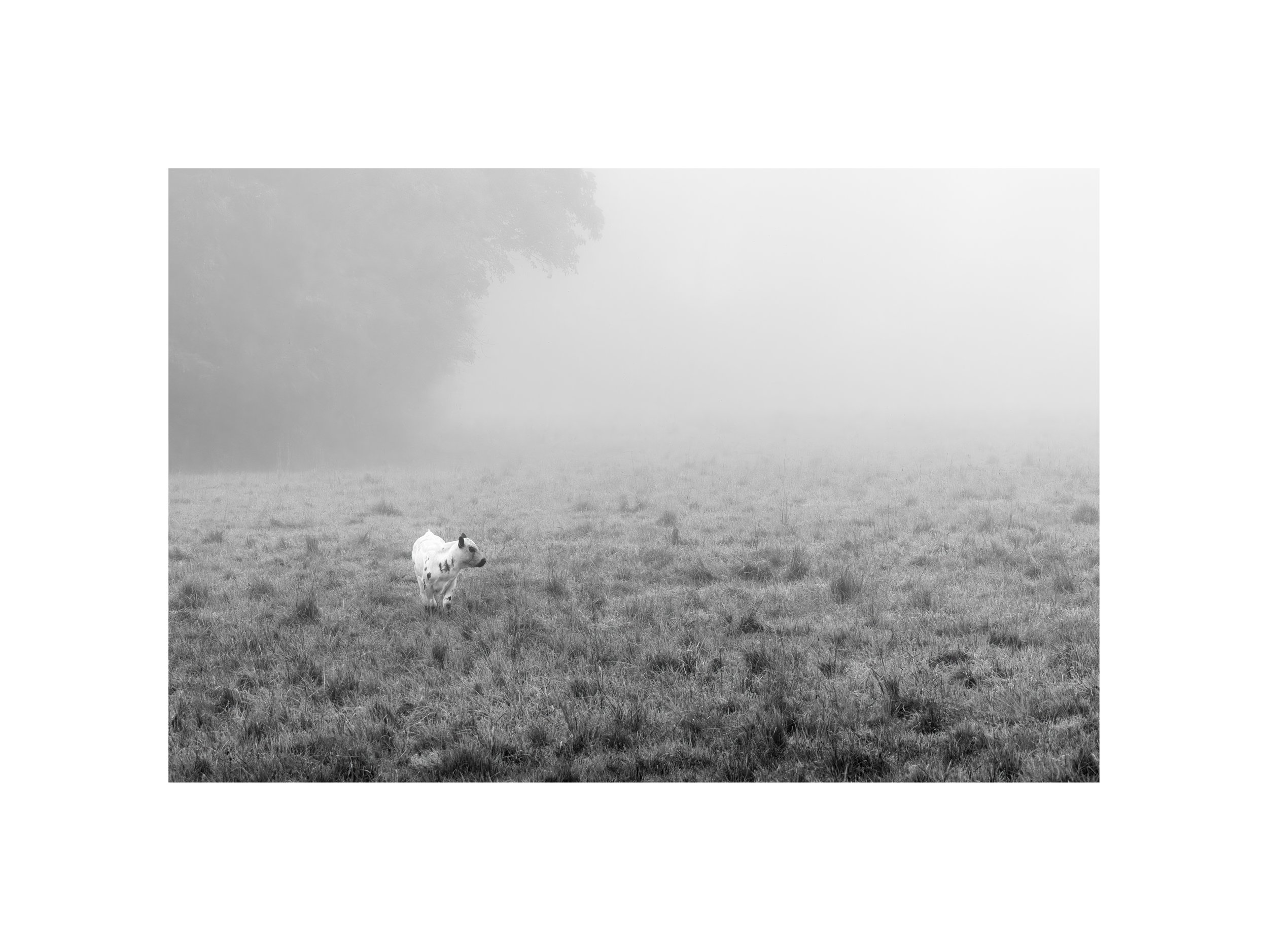 IMGA7823 12x16 2.125 CAT.jpg
