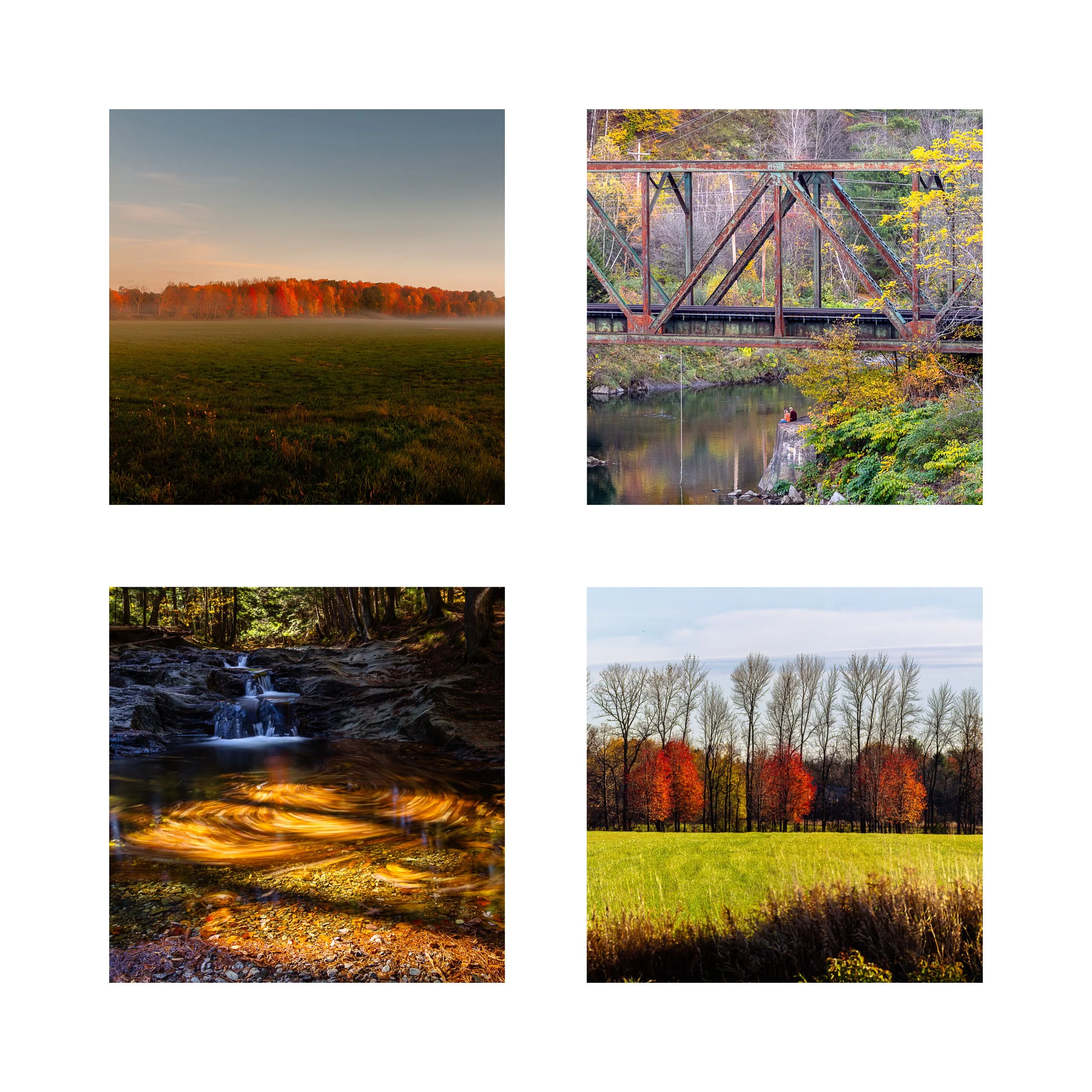FOLIAGE 4 COLLAGE 10X10 1 0.75 CAT.jpg