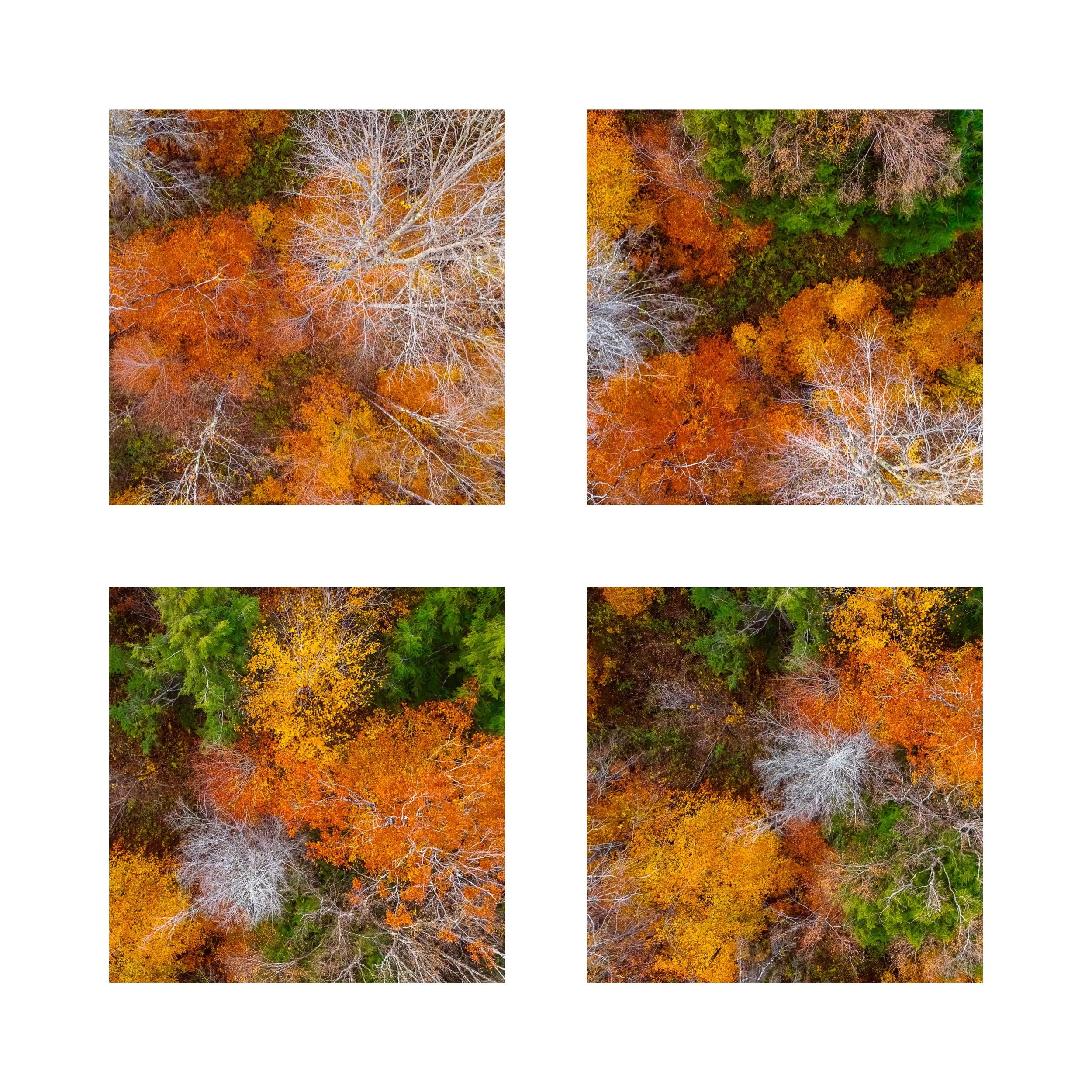 FOLIAGE 5 COLLAGE 10X10 1 0.75 CAT.jpg