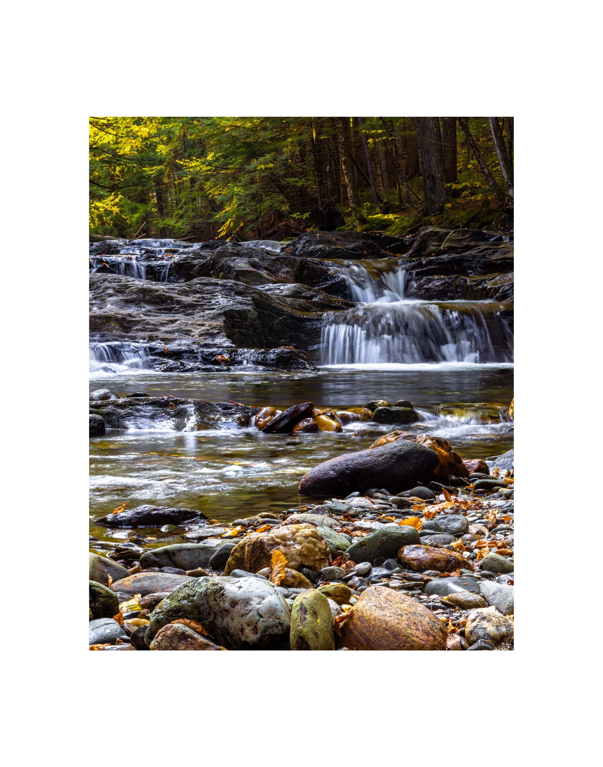 IMGA9526 14X11 2.125 1.625 CAT.jpg