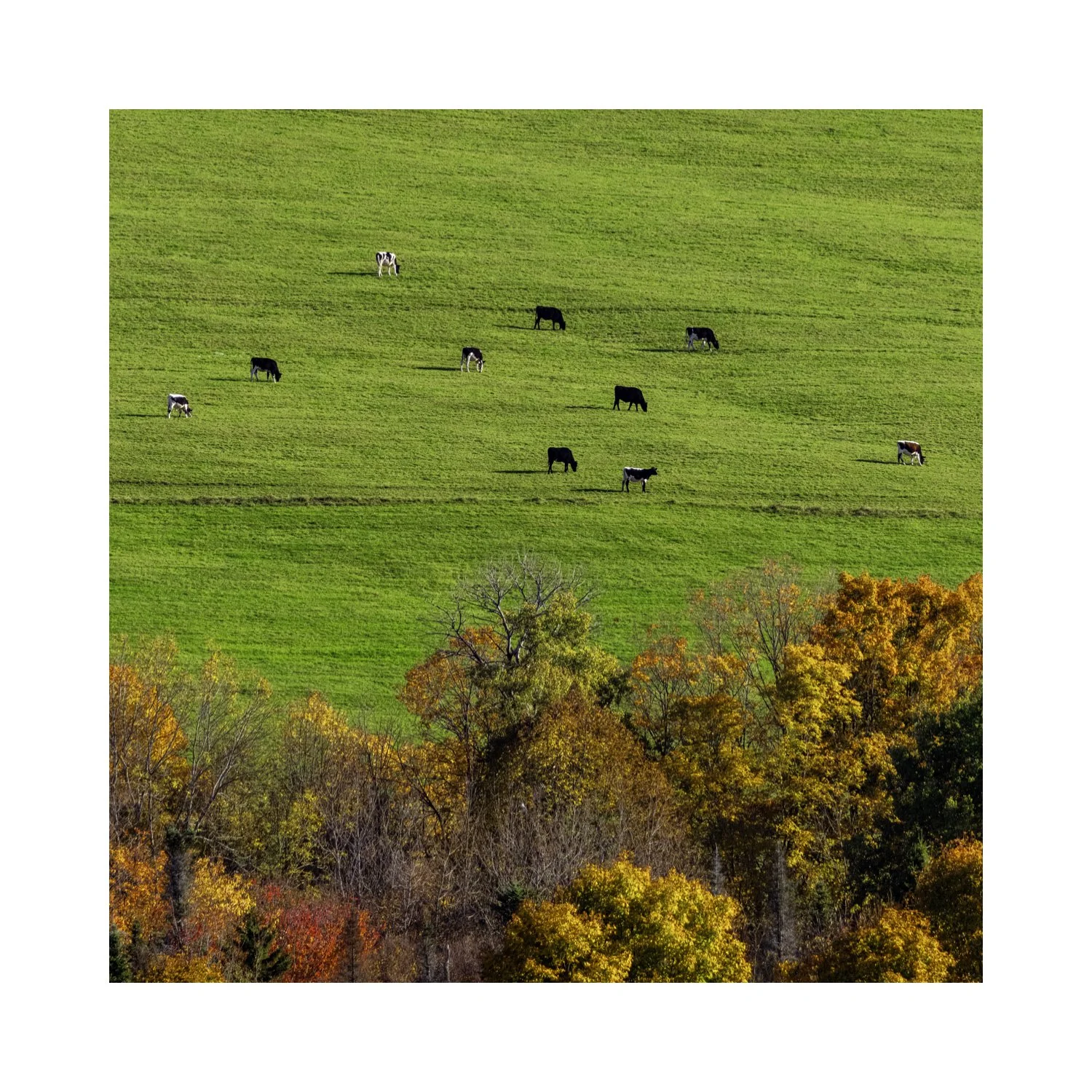 IMGC9667 5x5 0.5 CAT.jpg