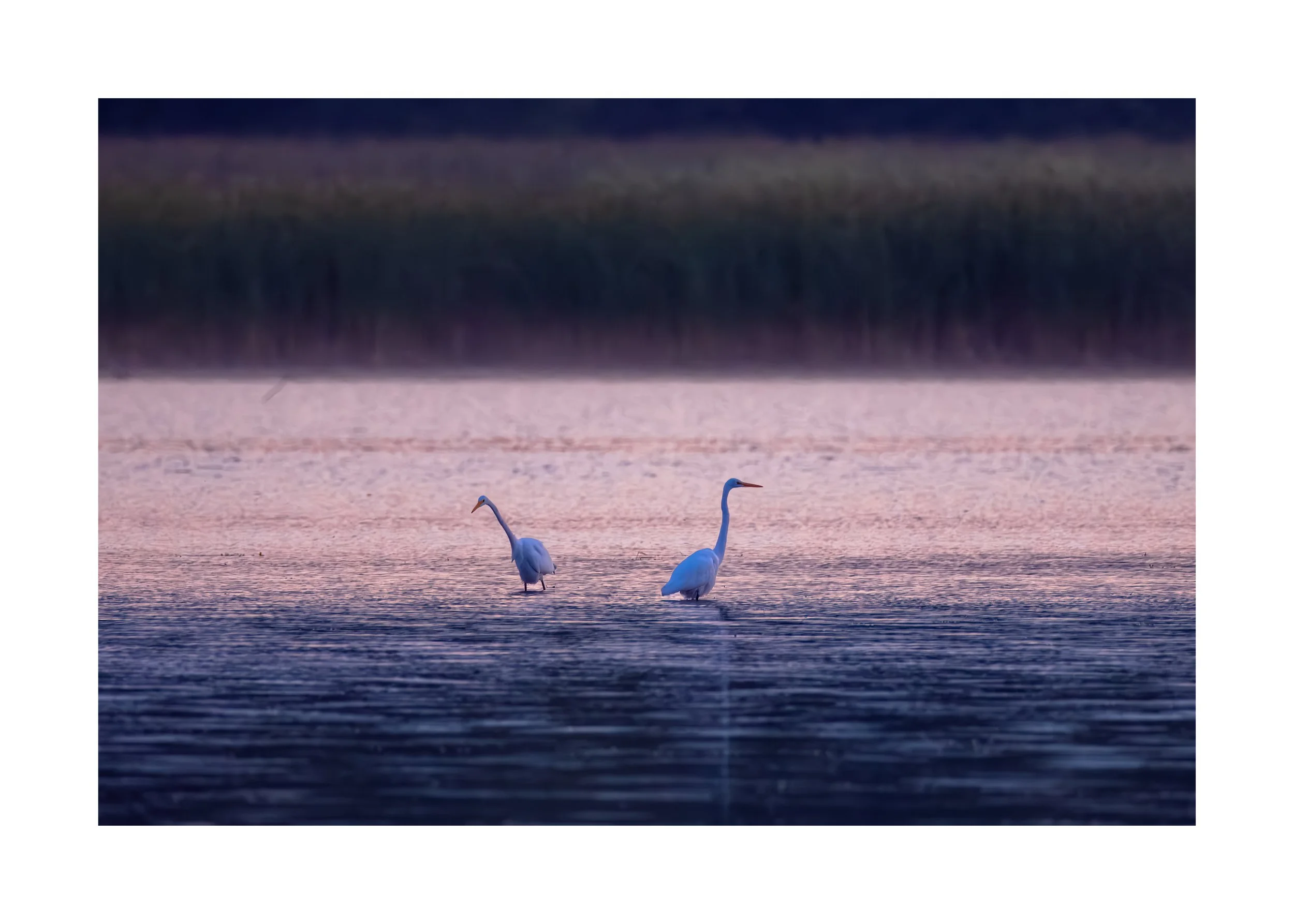 Morning Egrets III