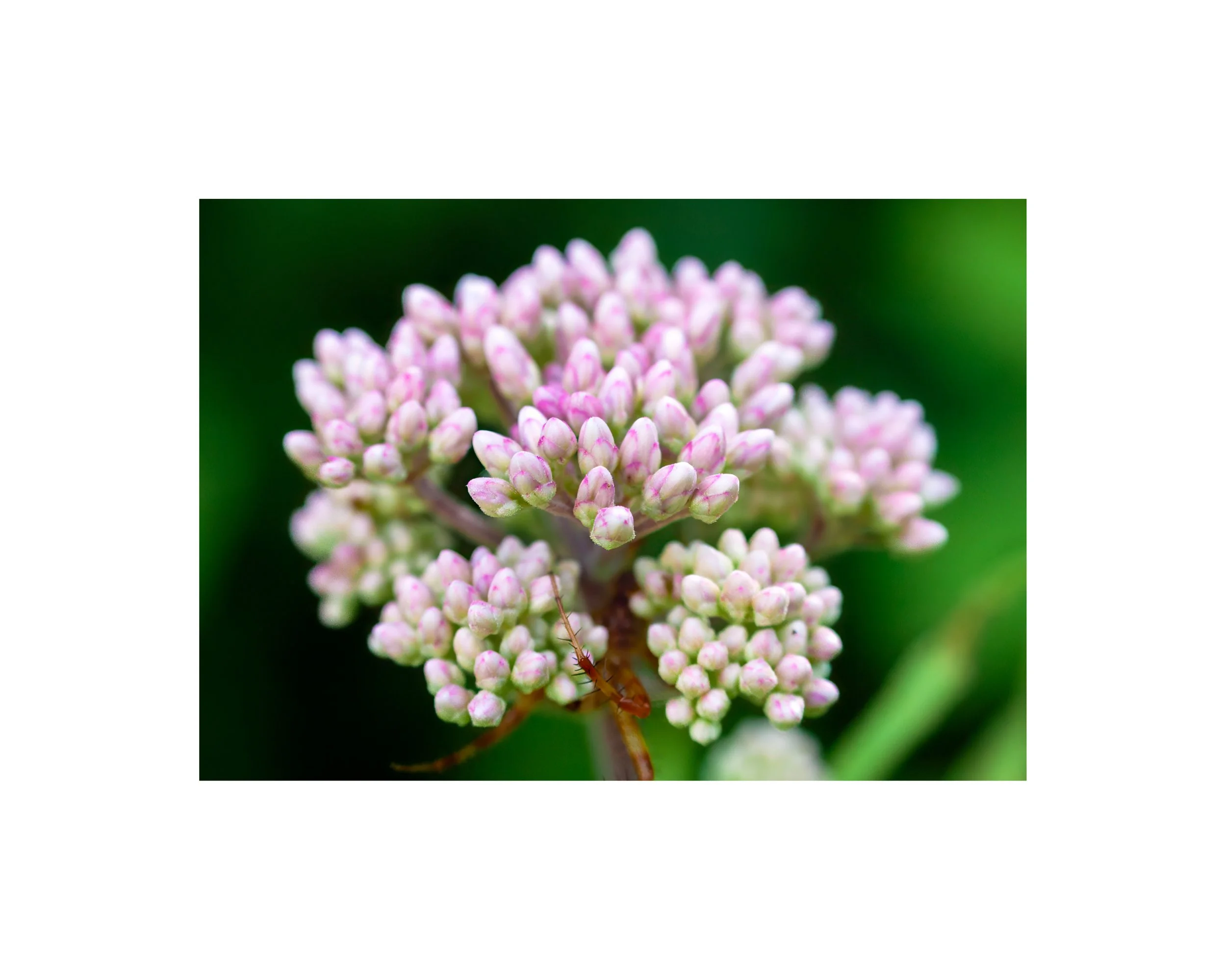 IMG_7498 8x10 1.625 CAT.jpg