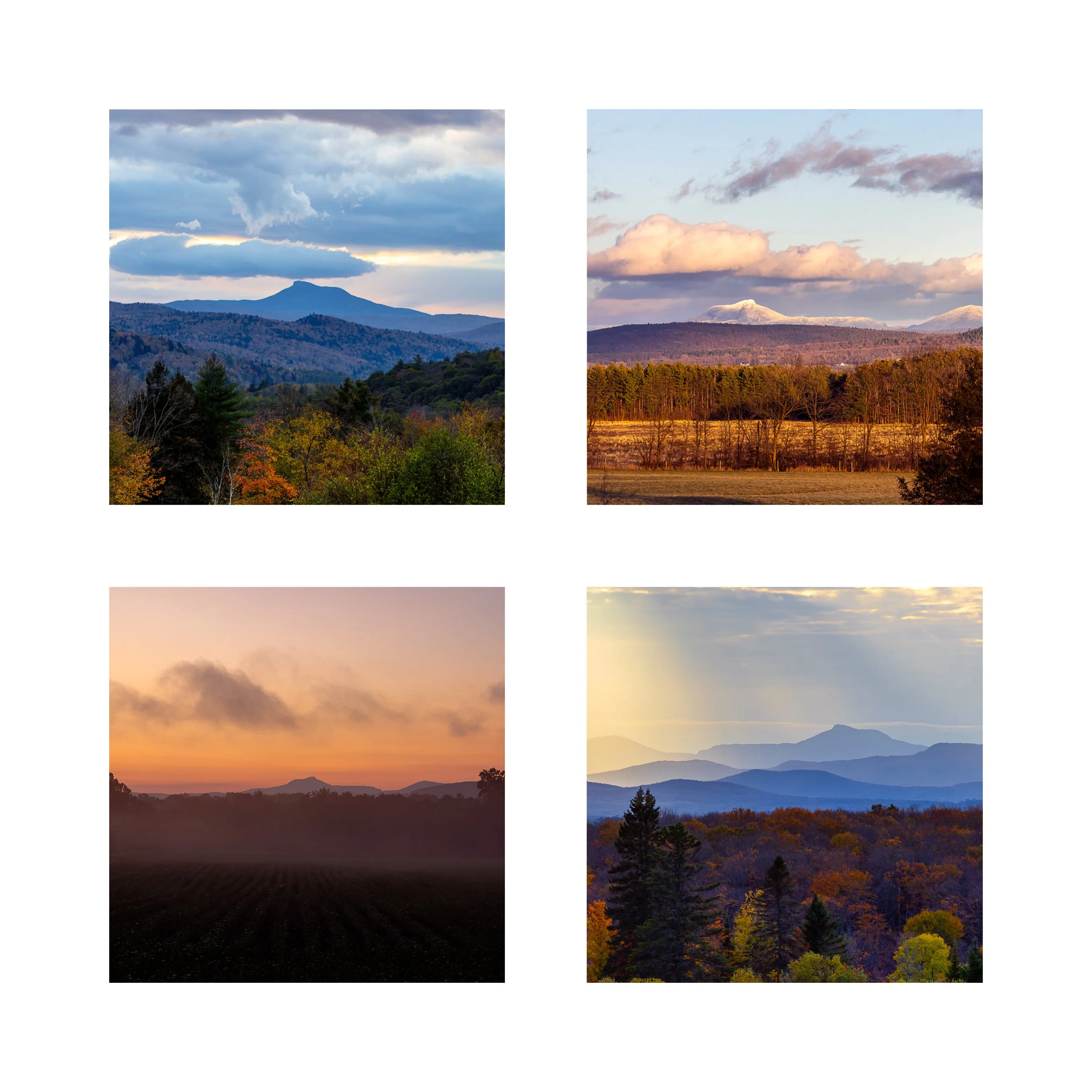 CAMELS HUMP 1 COLLAGE 10X10 1 0.75 CAT.jpg