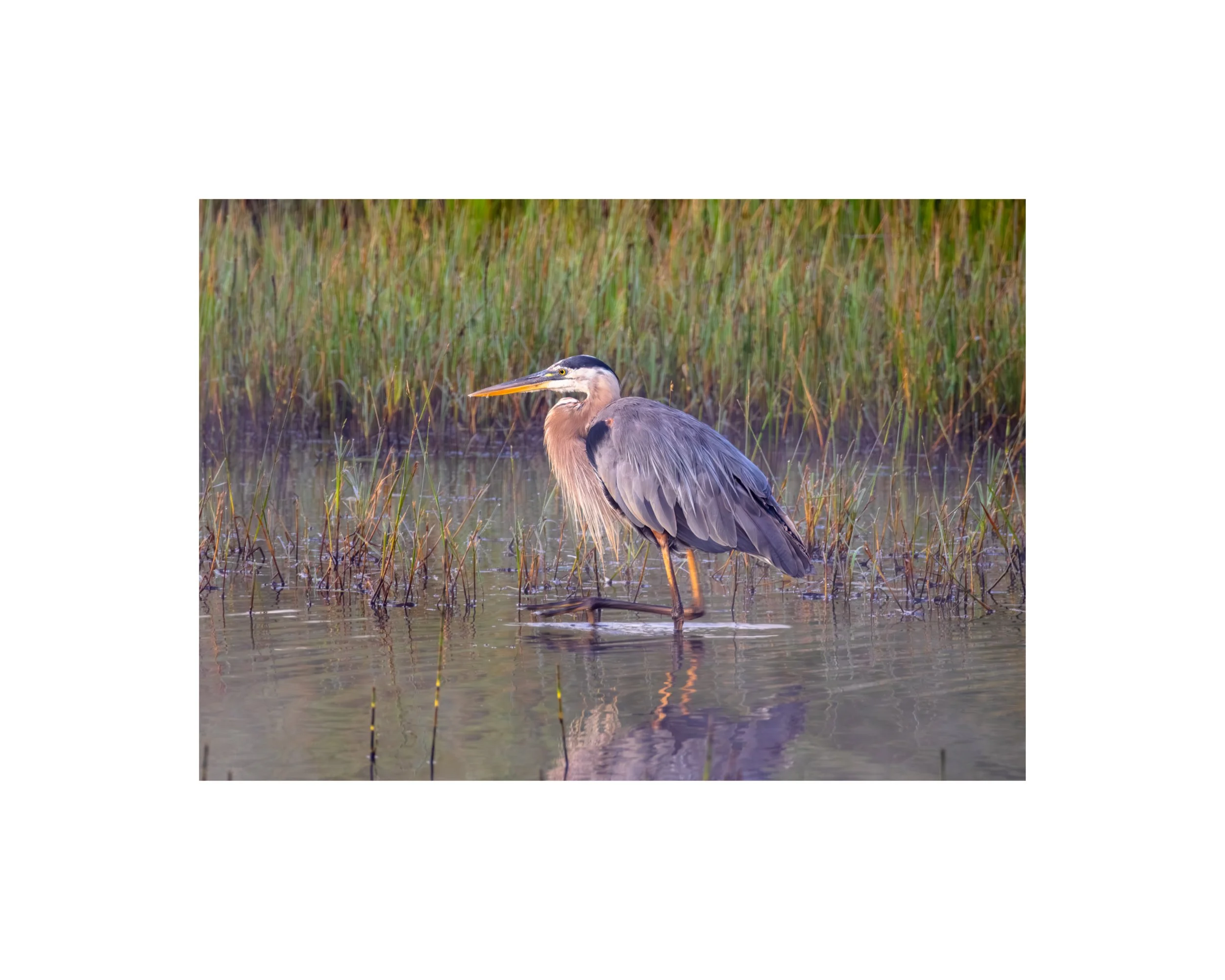 IMGF6000 8x10 1.625 CAT.jpg