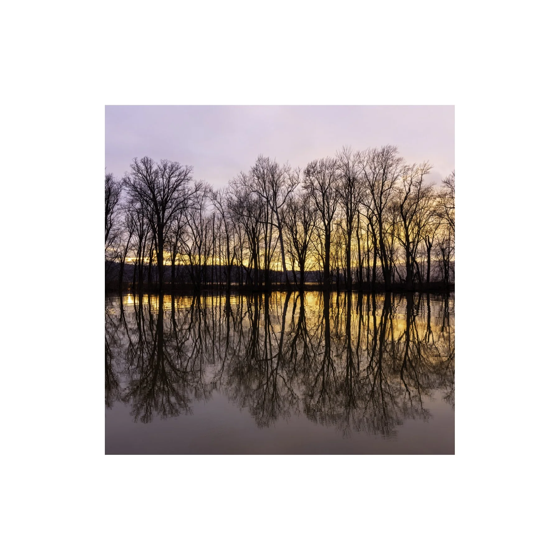 IMGA6265 6x6 1.125 CAT.jpg