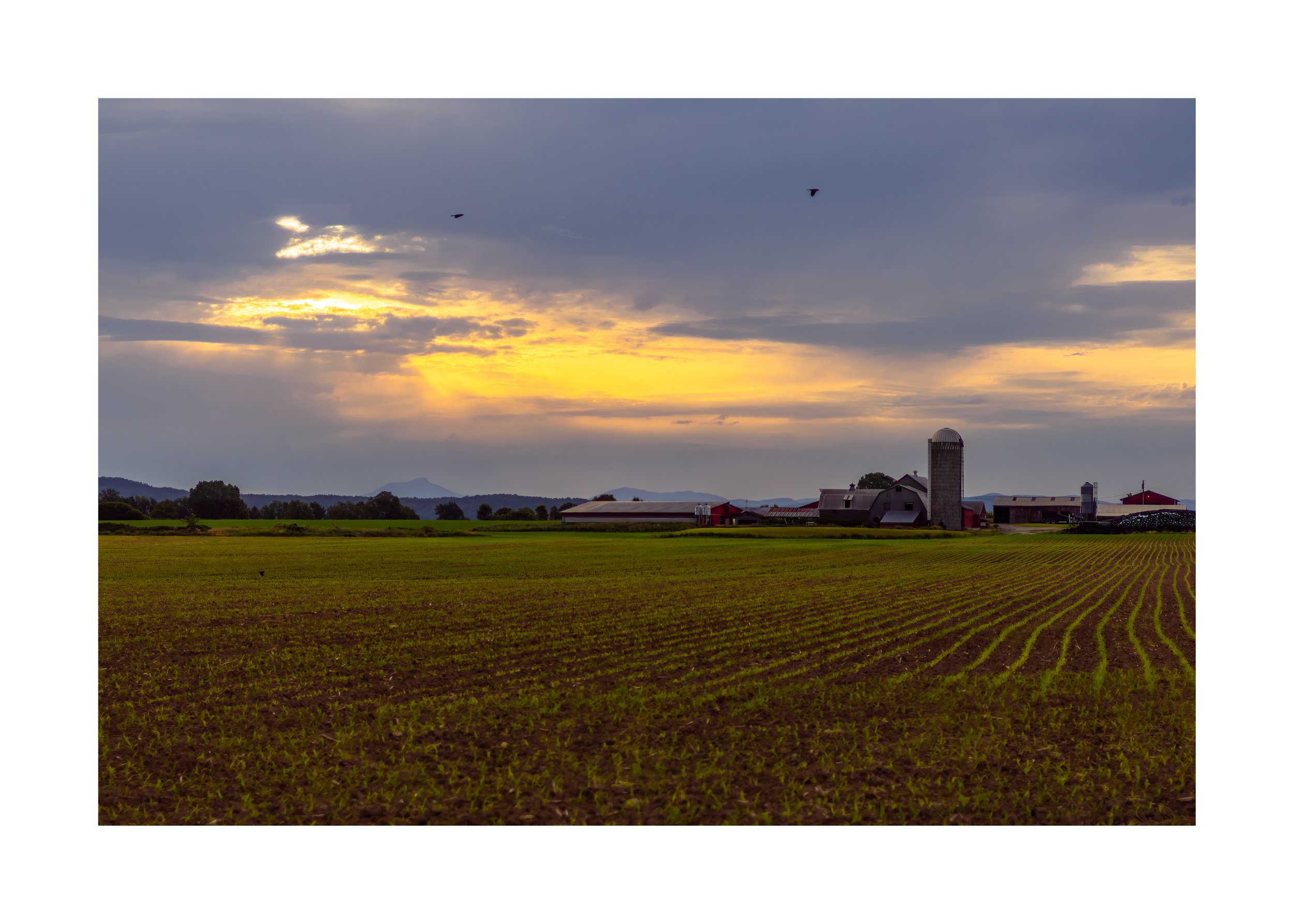 IMGB7558 20X28 2.125 CAT-12.jpg
