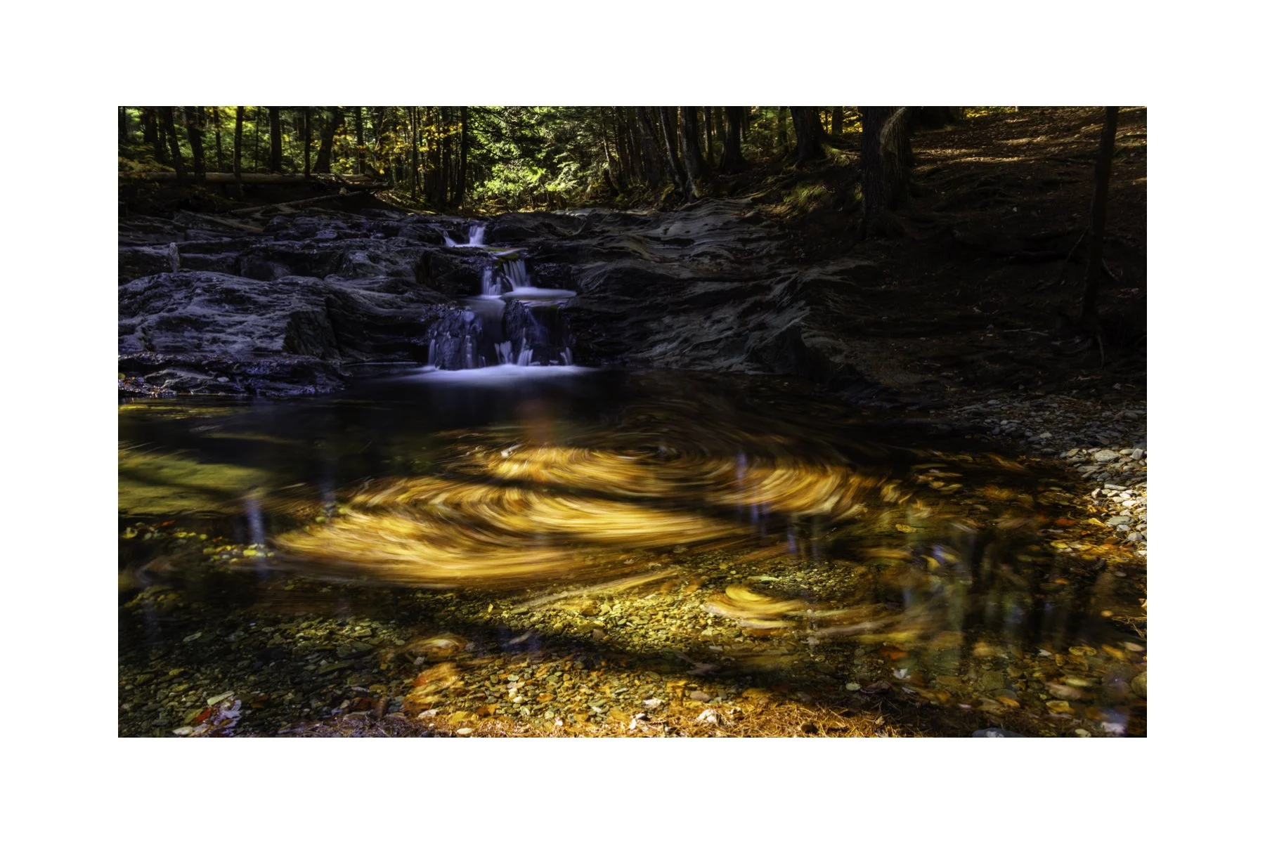 IMGC9901 4X6 0.5 0.56 CAT.jpg