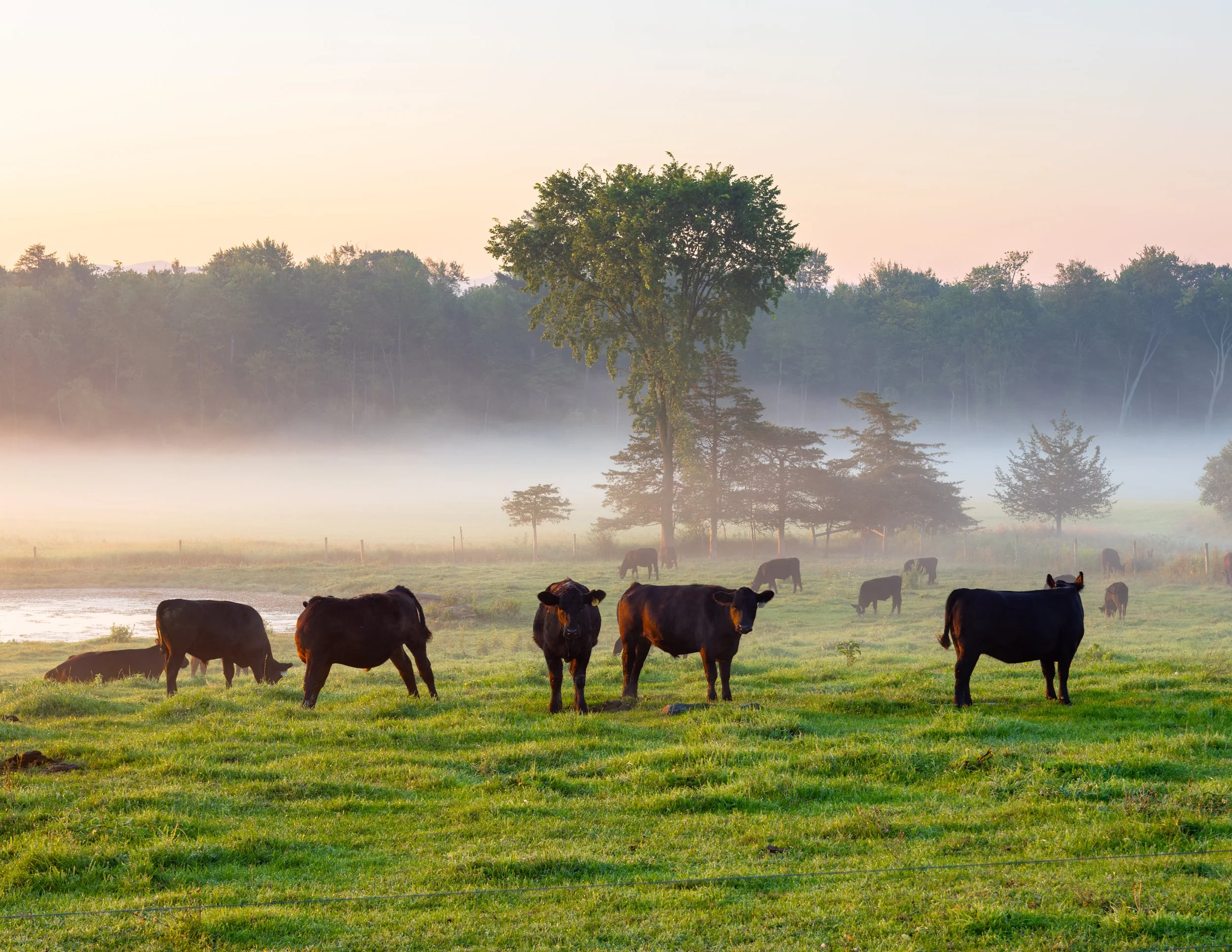 IMGA9825 POSTCARD 8.5x11 CAT.jpg