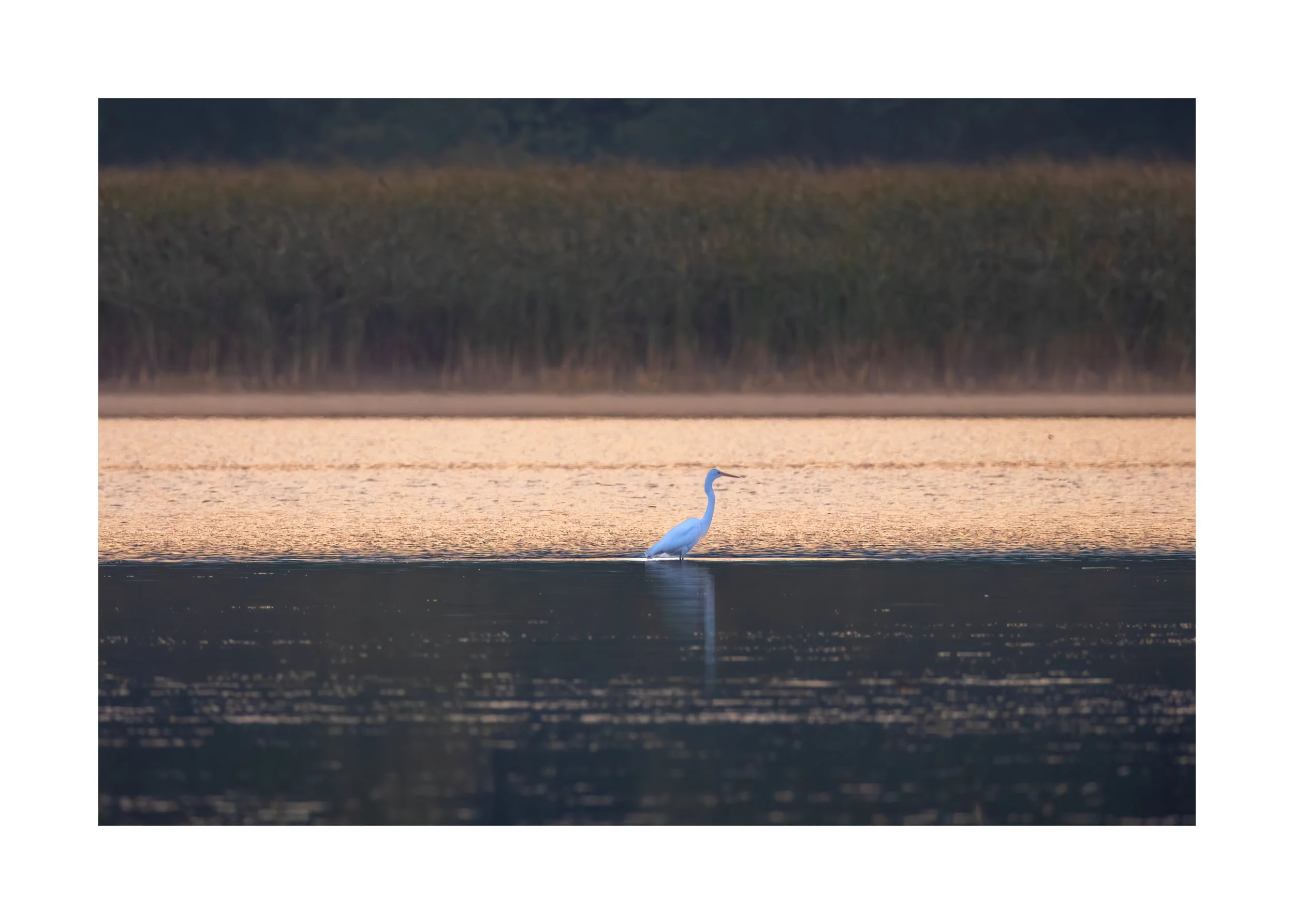 IMGG1945 20x28 2.125 CAT-L.jpg