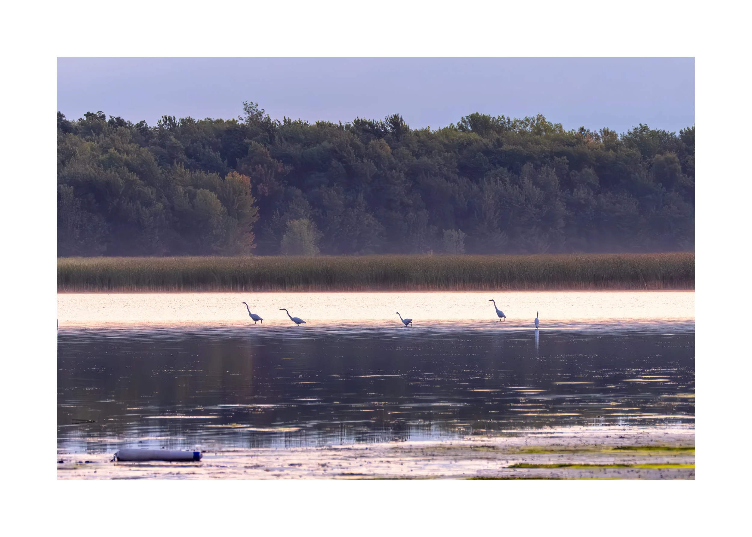 IMGG1615 20x28 2.125 CAT-L.jpg