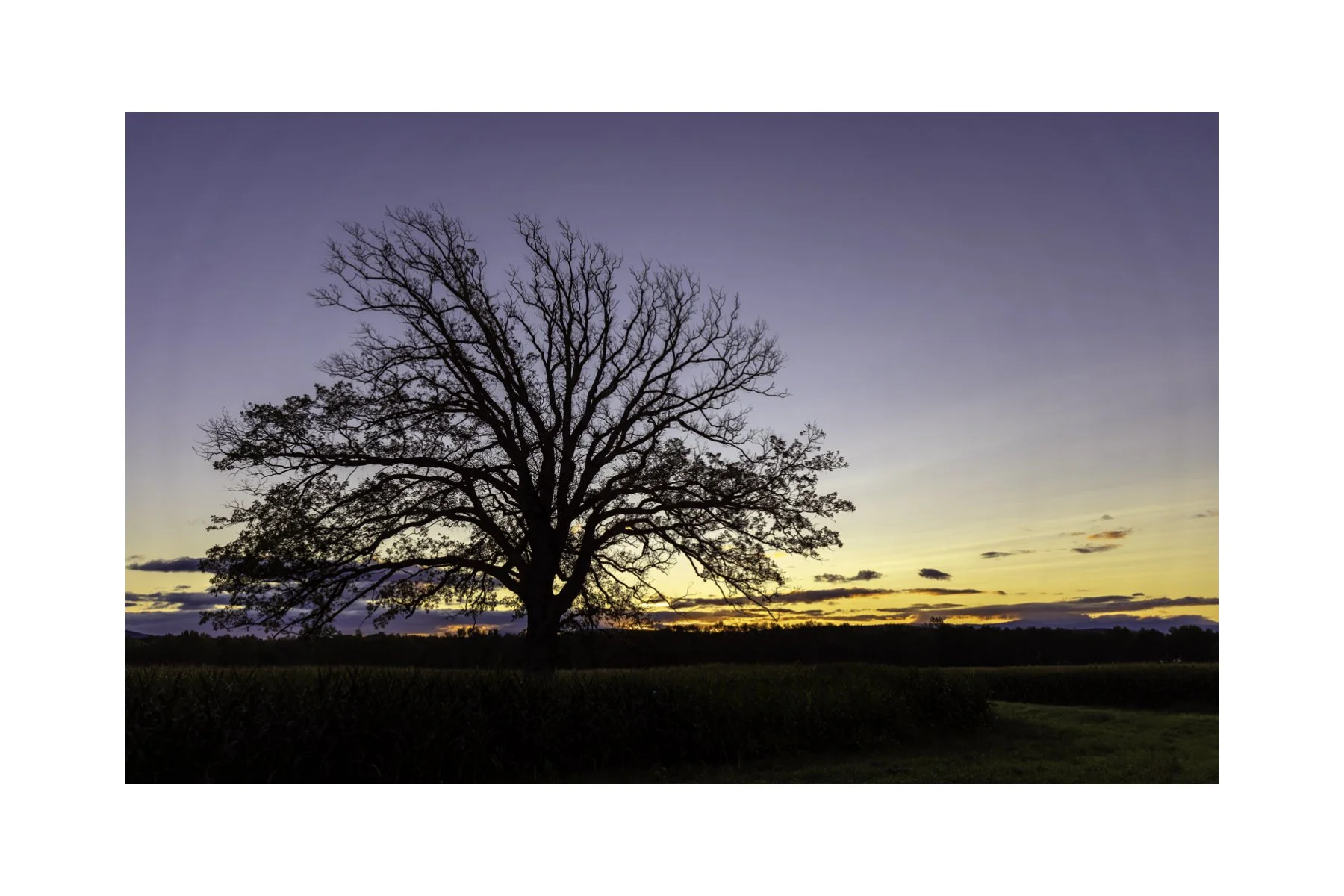 IMGF8981 4X6 0.5 0.56 CAT.jpg