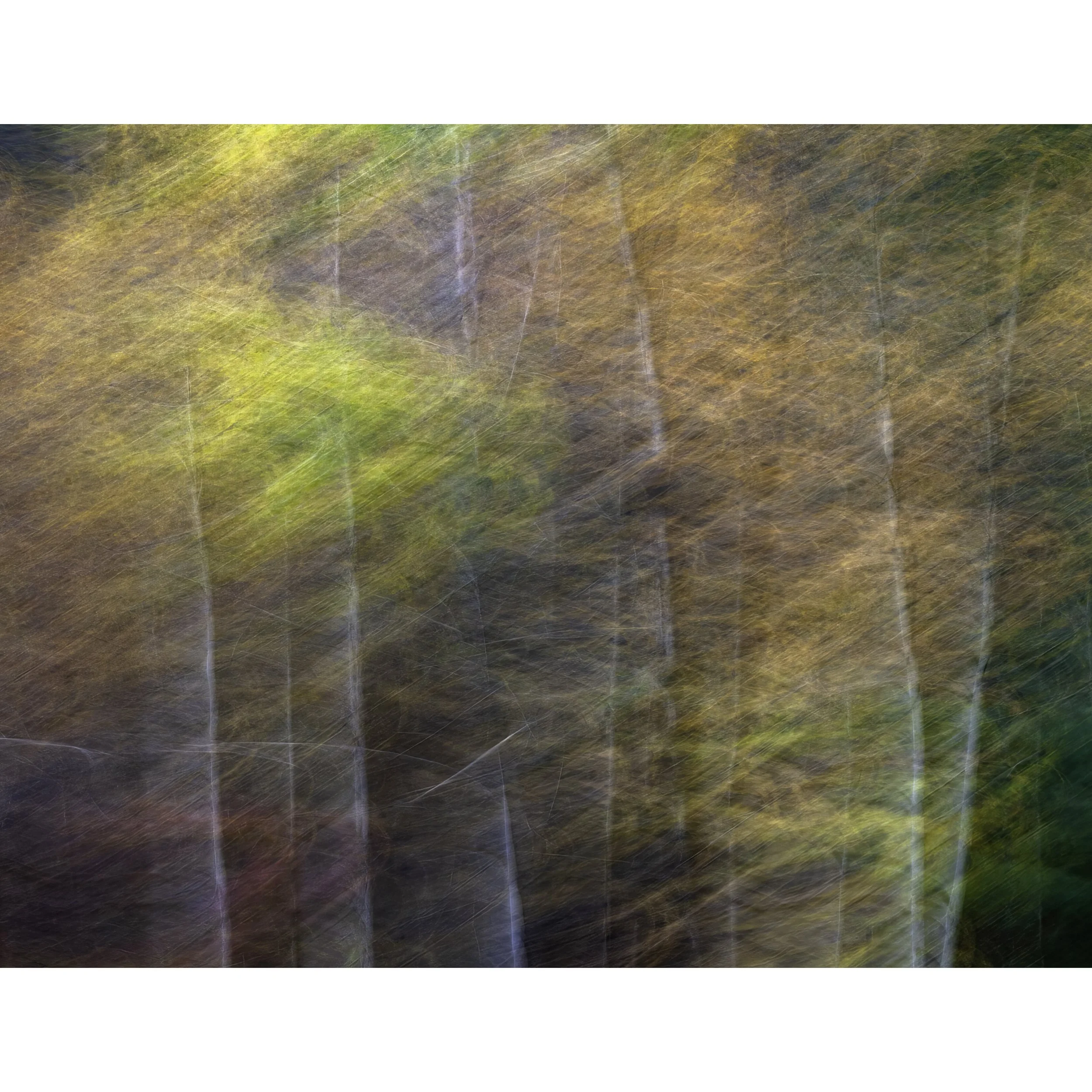 IMG_0438 POSTCARD 8.5x11 ICON.jpg