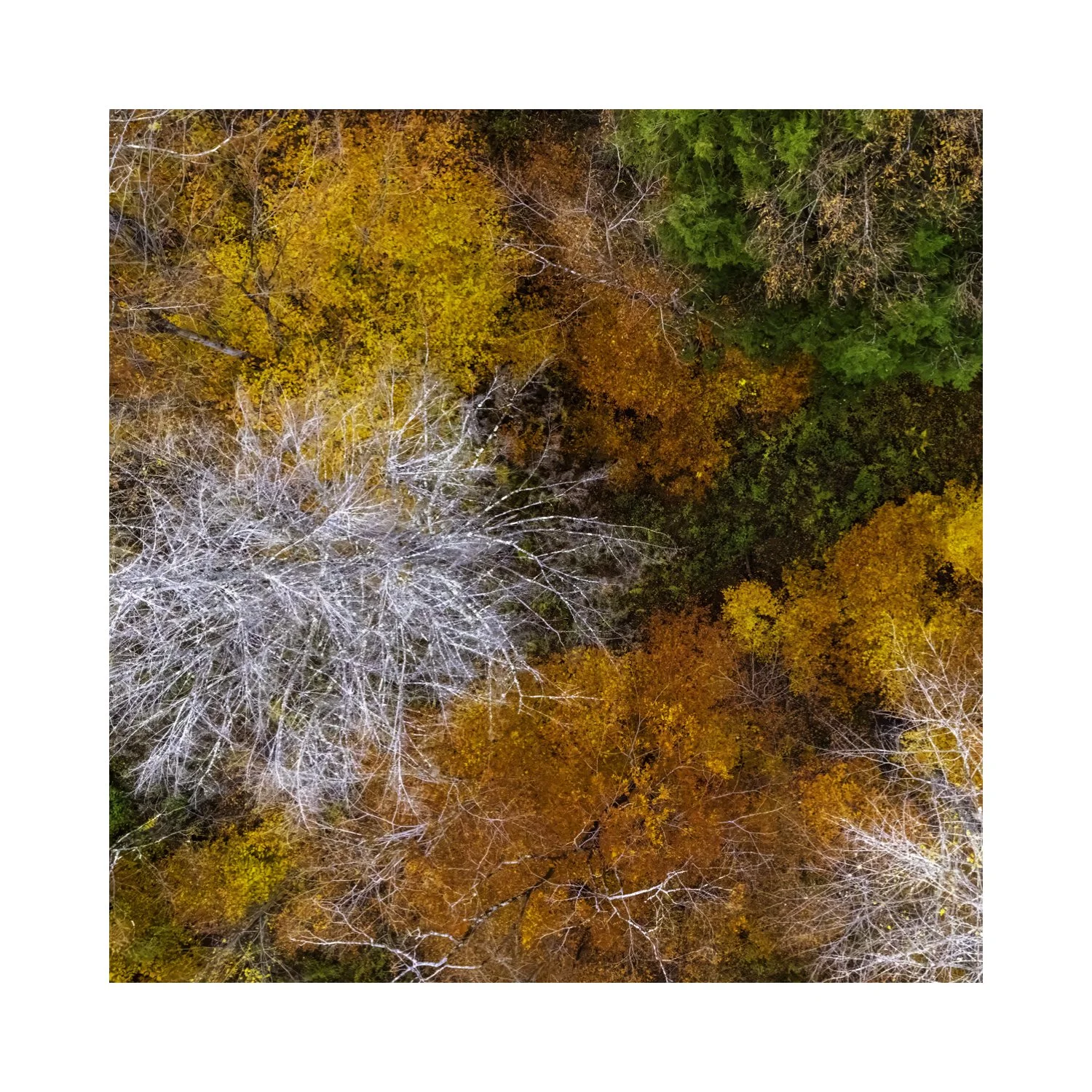 DJI241021_10 A 5x5 0.5 CAT.jpg