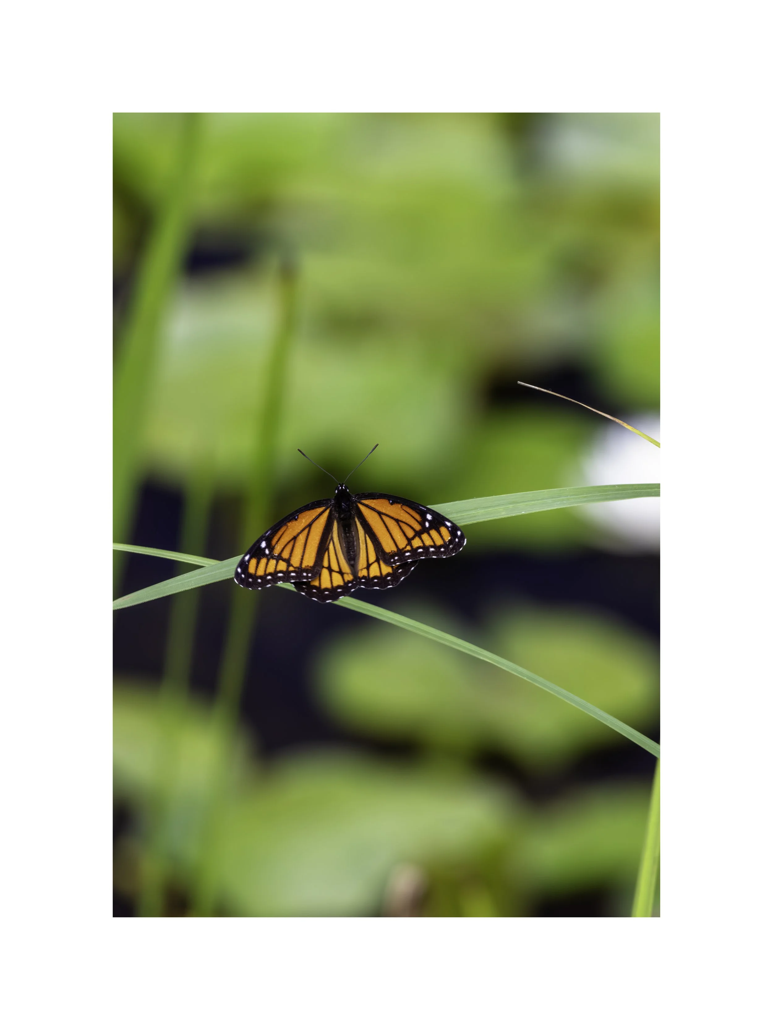 IMGC1794 24x18 2.625 CAT.jpg