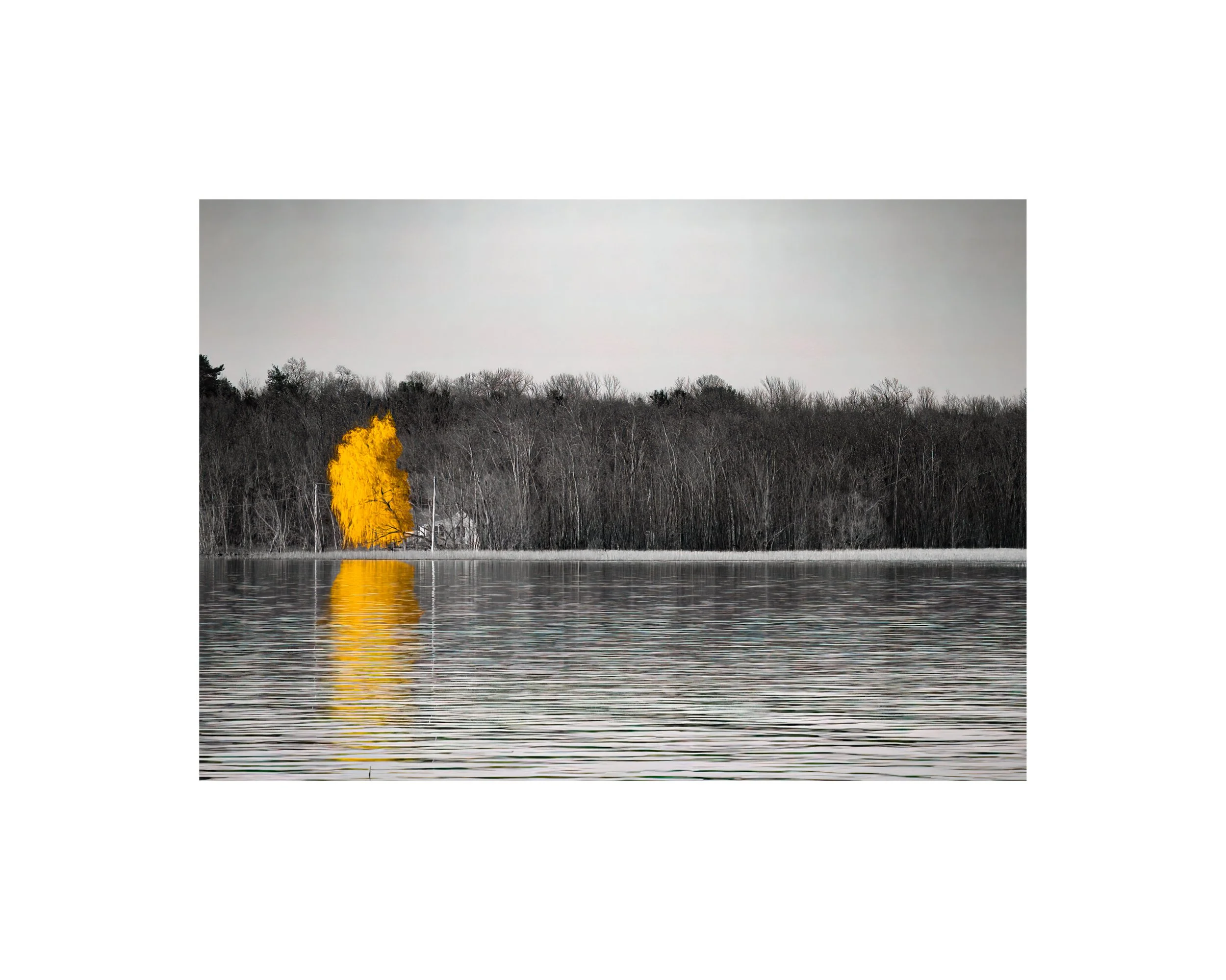 IMG_4426 8x10 1.625 CAT.jpg