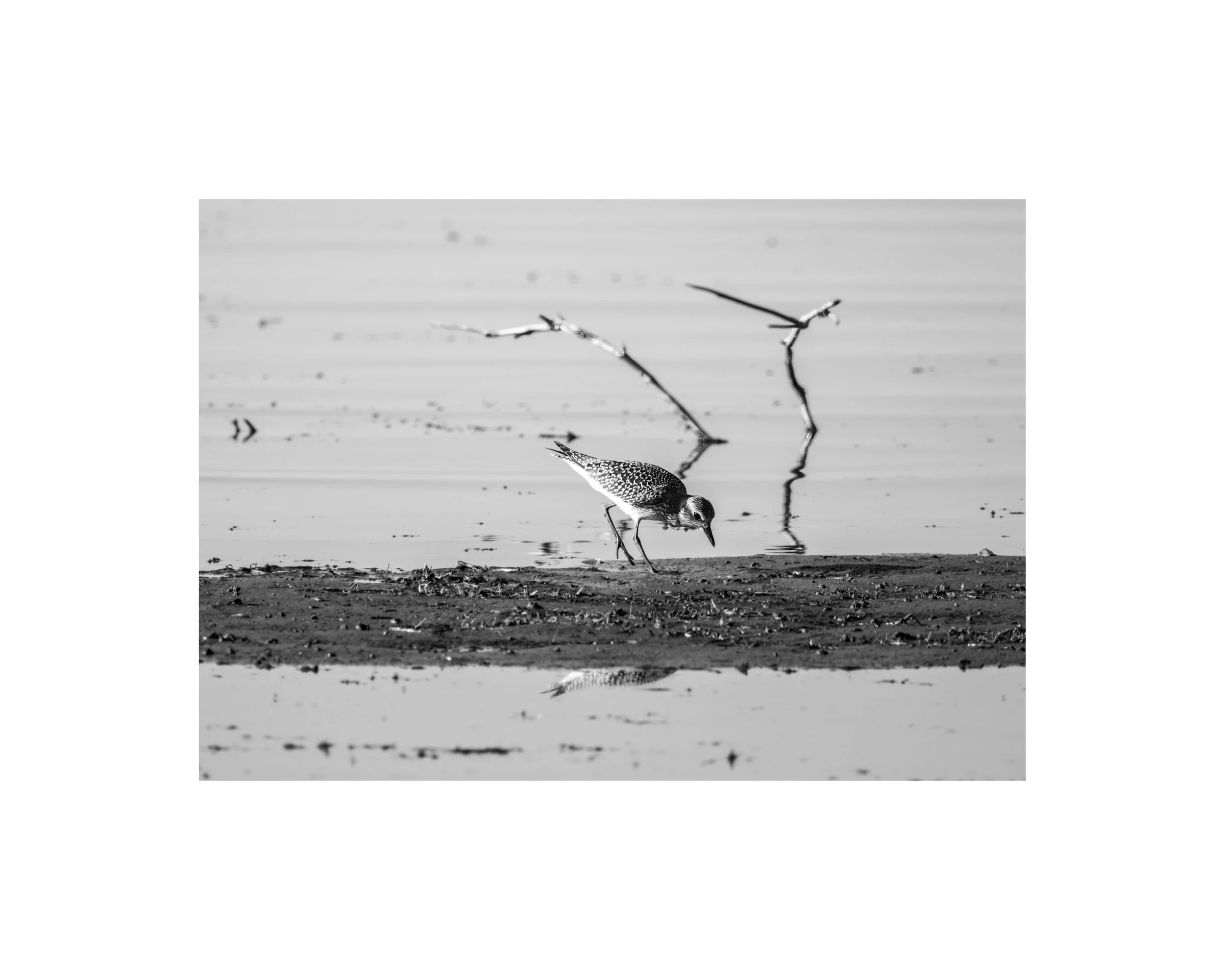 IMGF9600 8x10 1.625 CAT.jpg