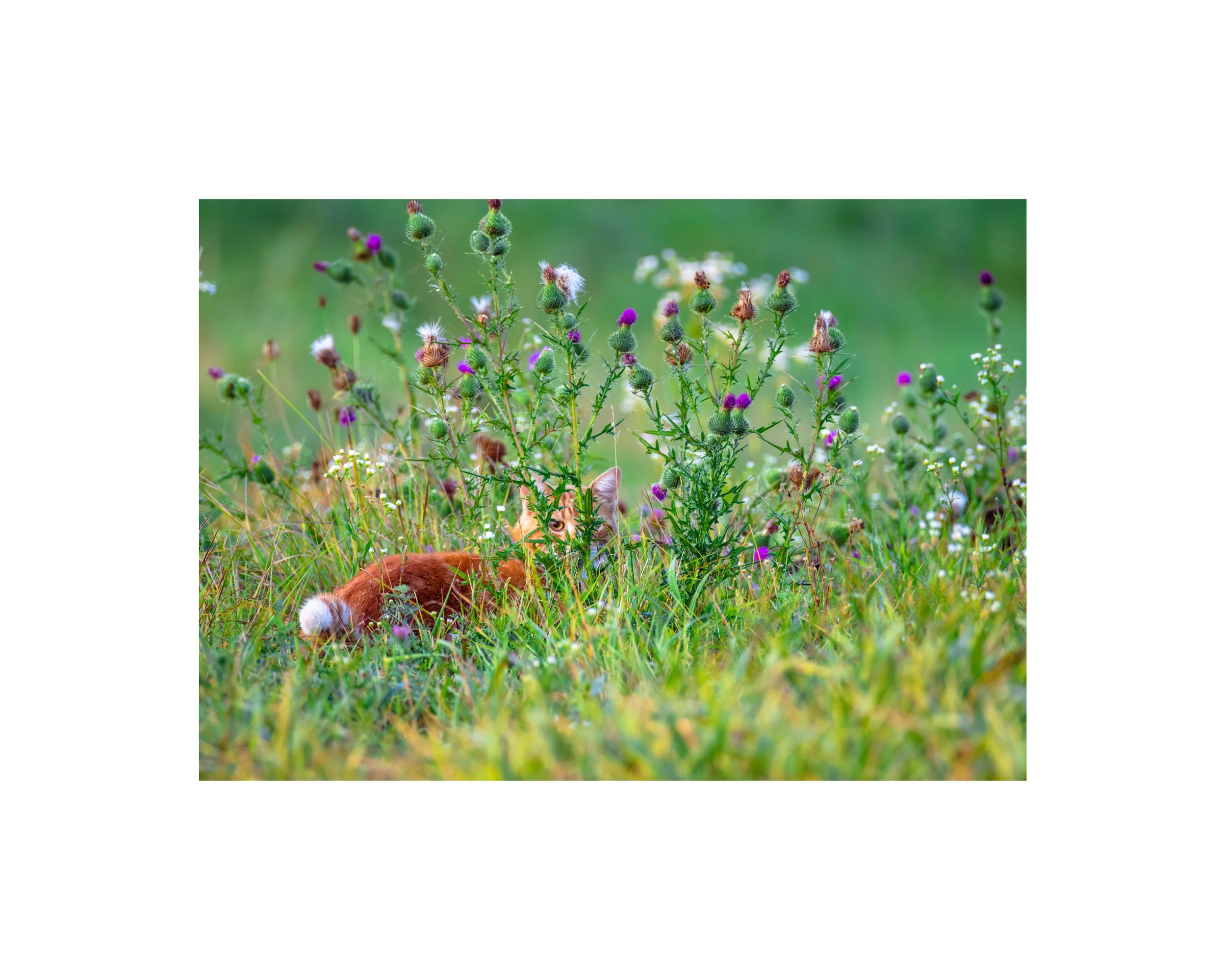 IMGG2258 8x10 1.625 CAT.jpg