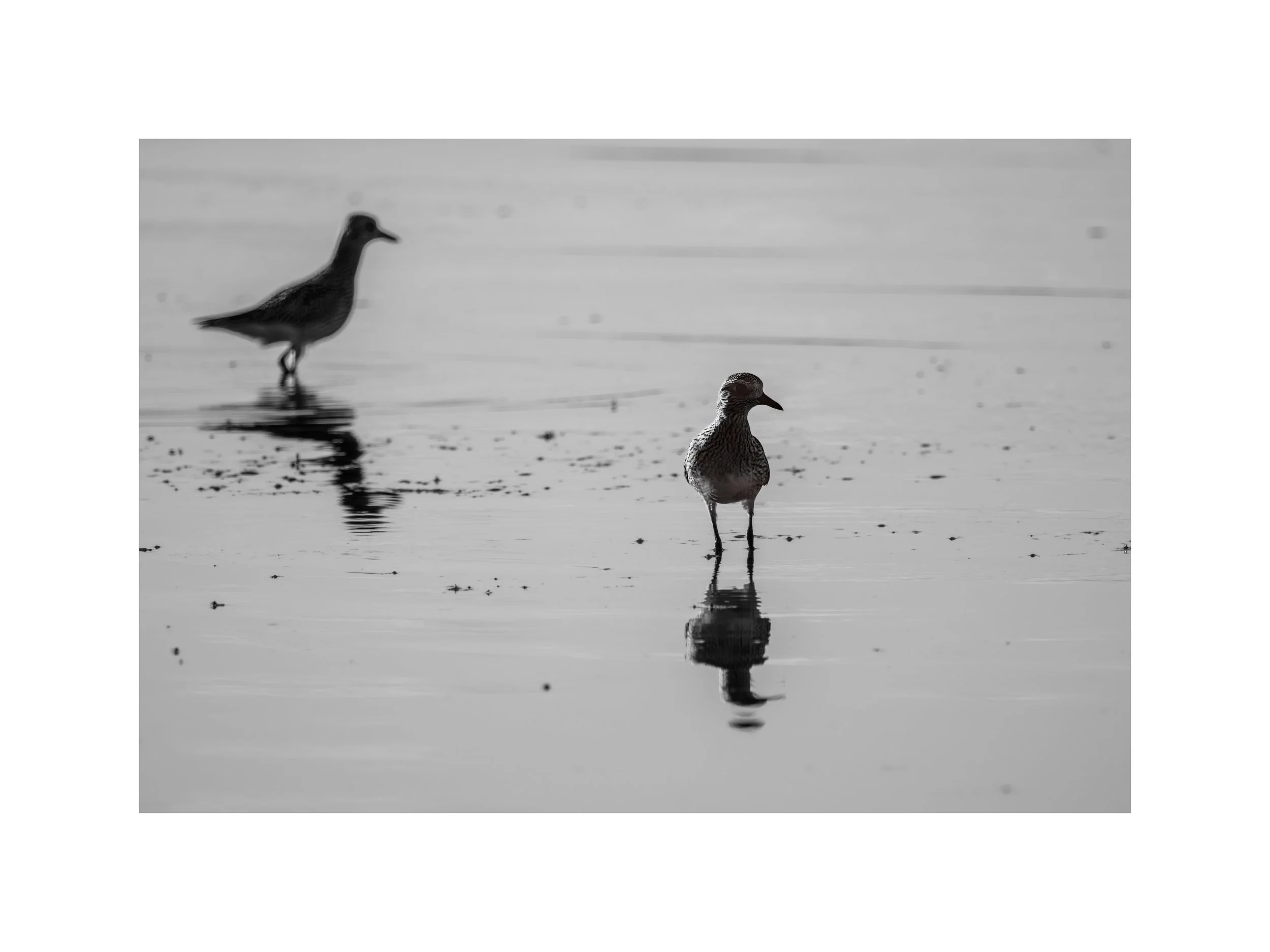 IMGF9991 18x24 2.625 CAT.jpg