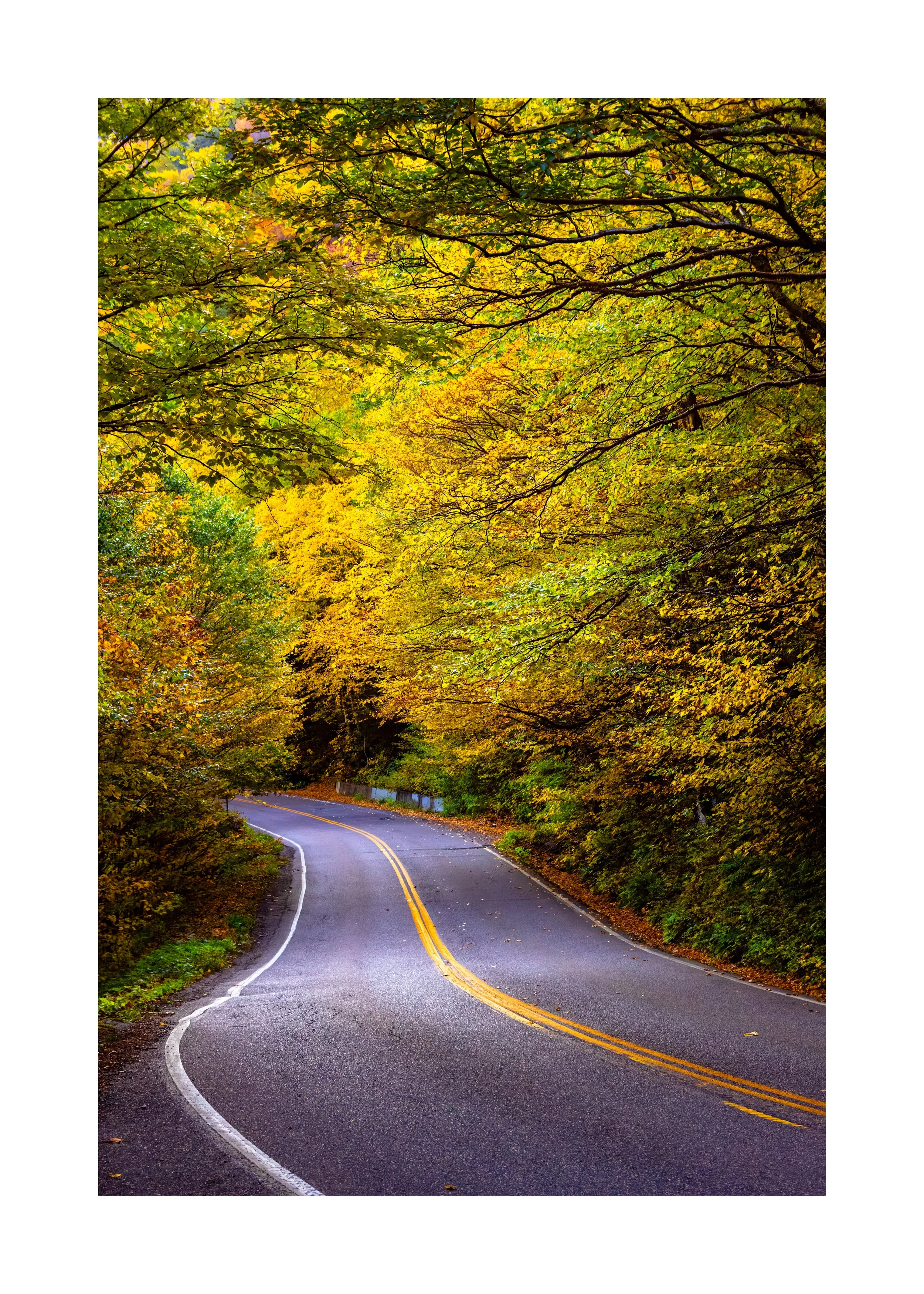 IMGG3002 28x20 2.125 CAT-L.jpg